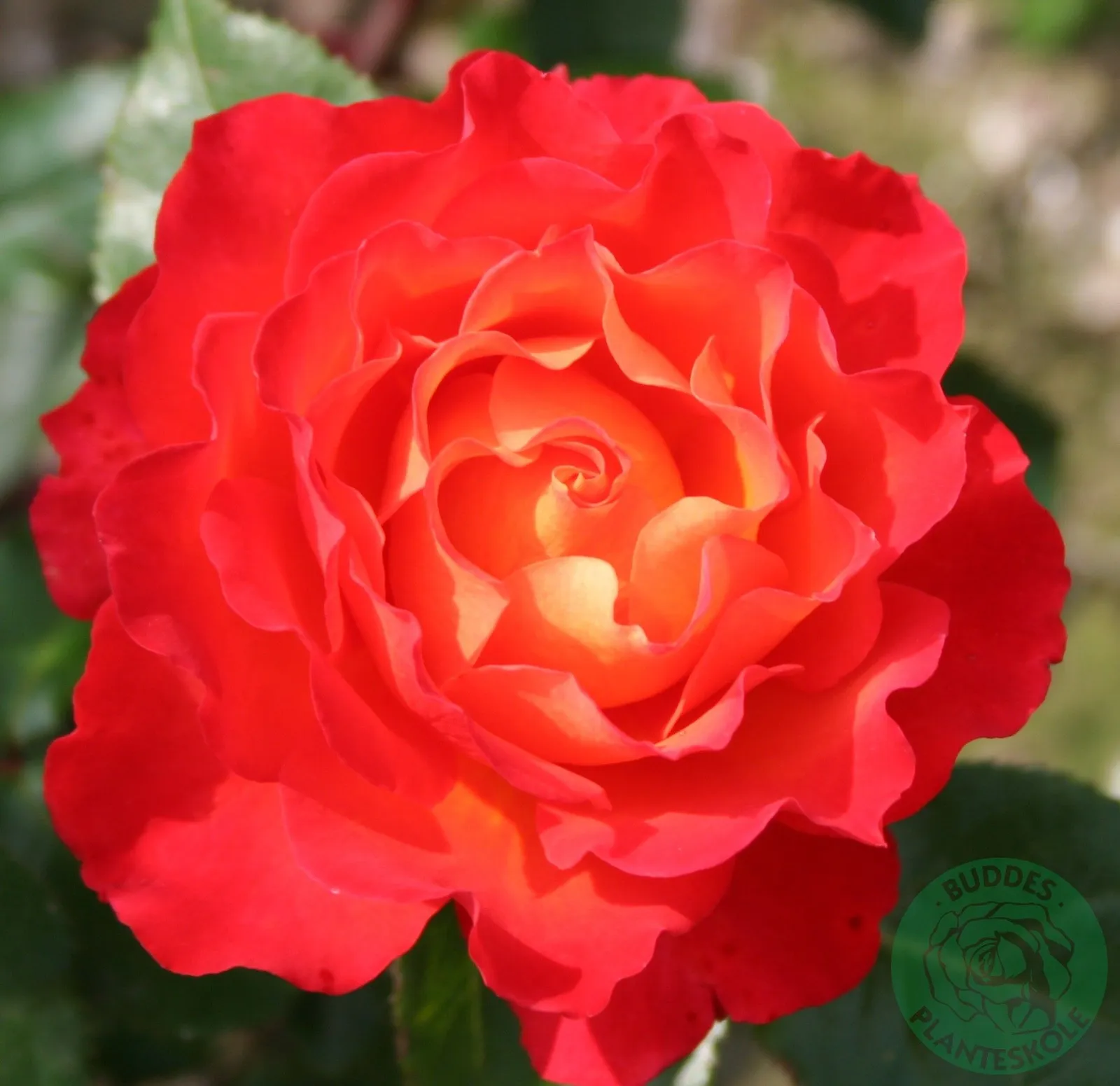 Floribundaros 'David® Rosenmager'