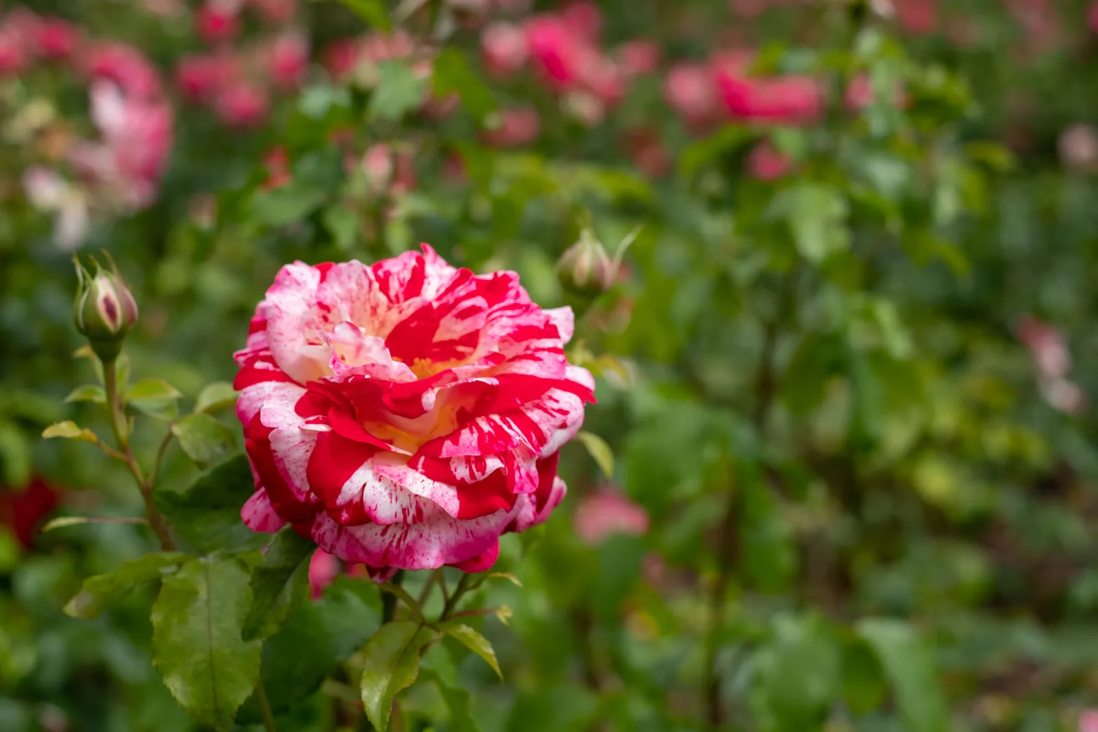 Grandiflora-ros ROCK & ROLL ('Wekgobnez') - miniatyr 4
