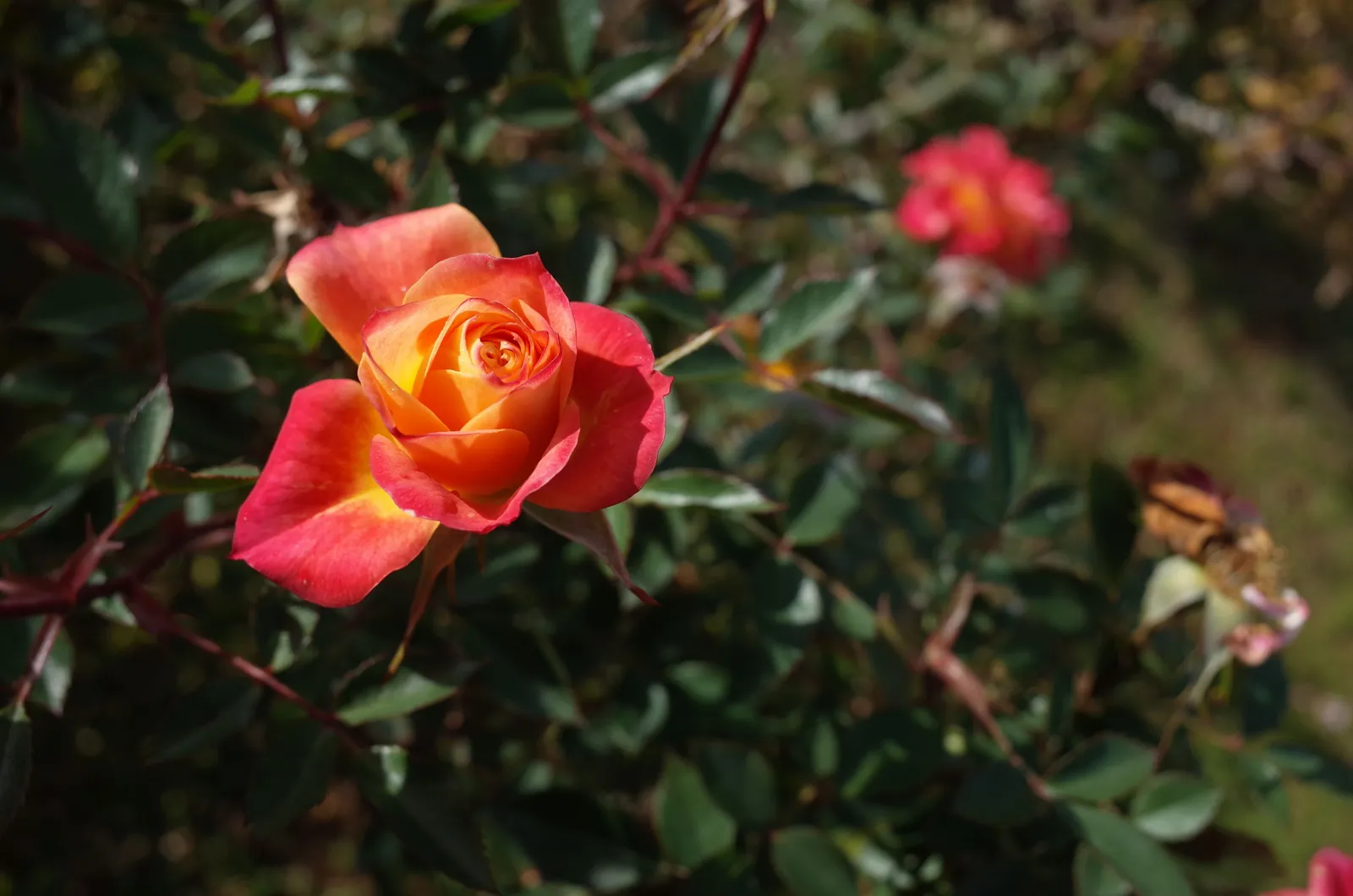 Miniatyrros MANDARIN® ('Korcelin') - miniatyr 4