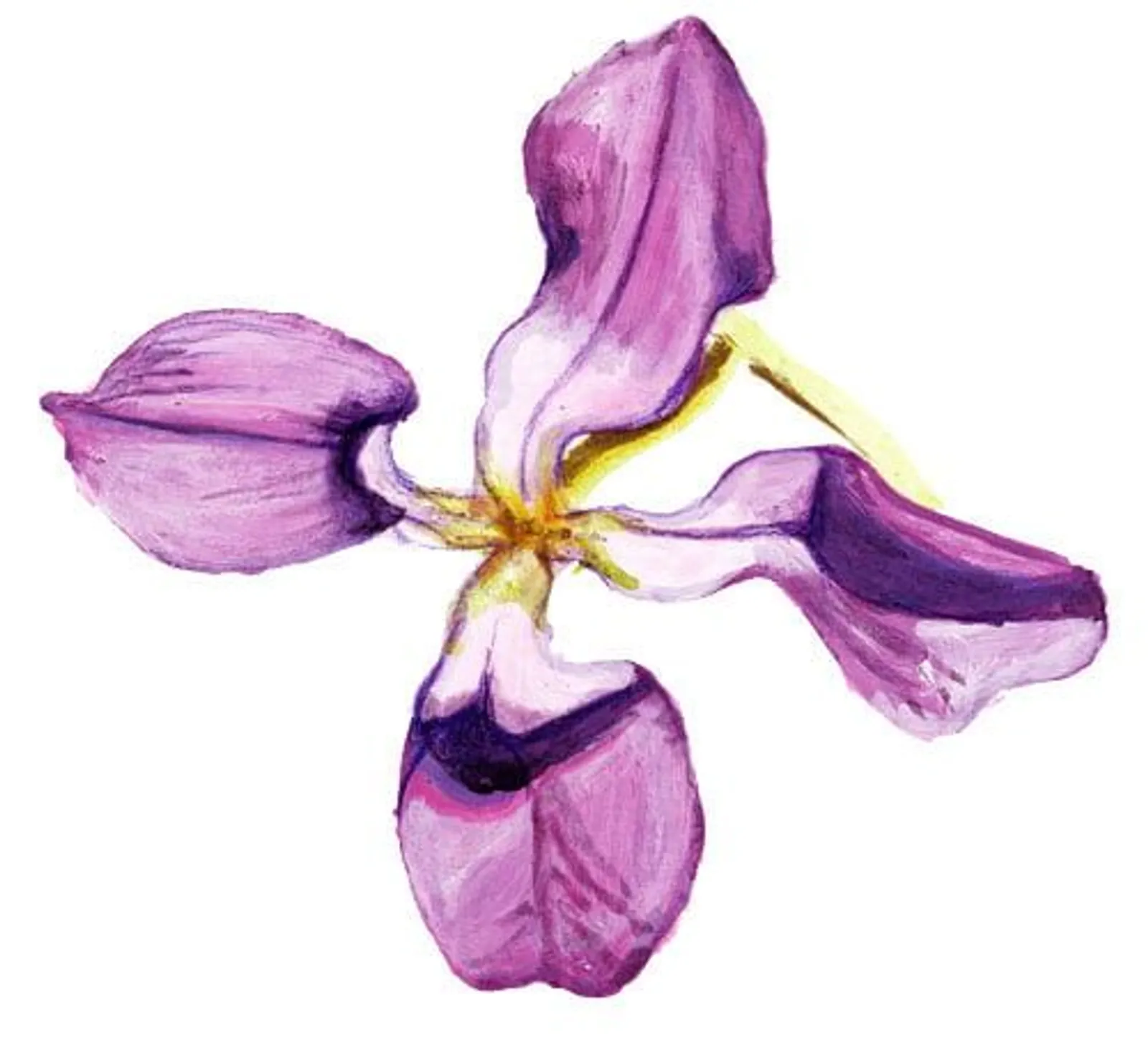 Blomma 'Grekisk Lövkoja', Frö