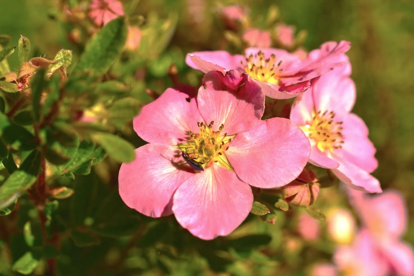 Trädgårdstok 'Pink Queen' - miniatyr 2