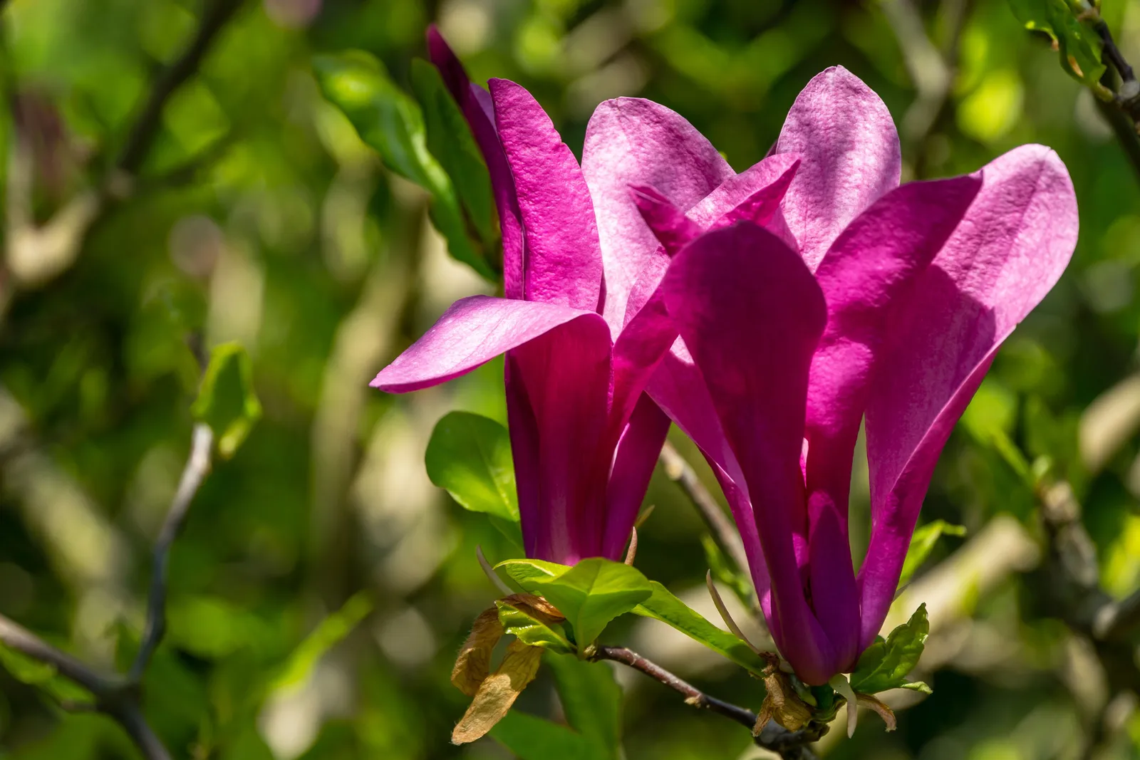 Rosenmagnolia 'Susan' - miniatyr 3