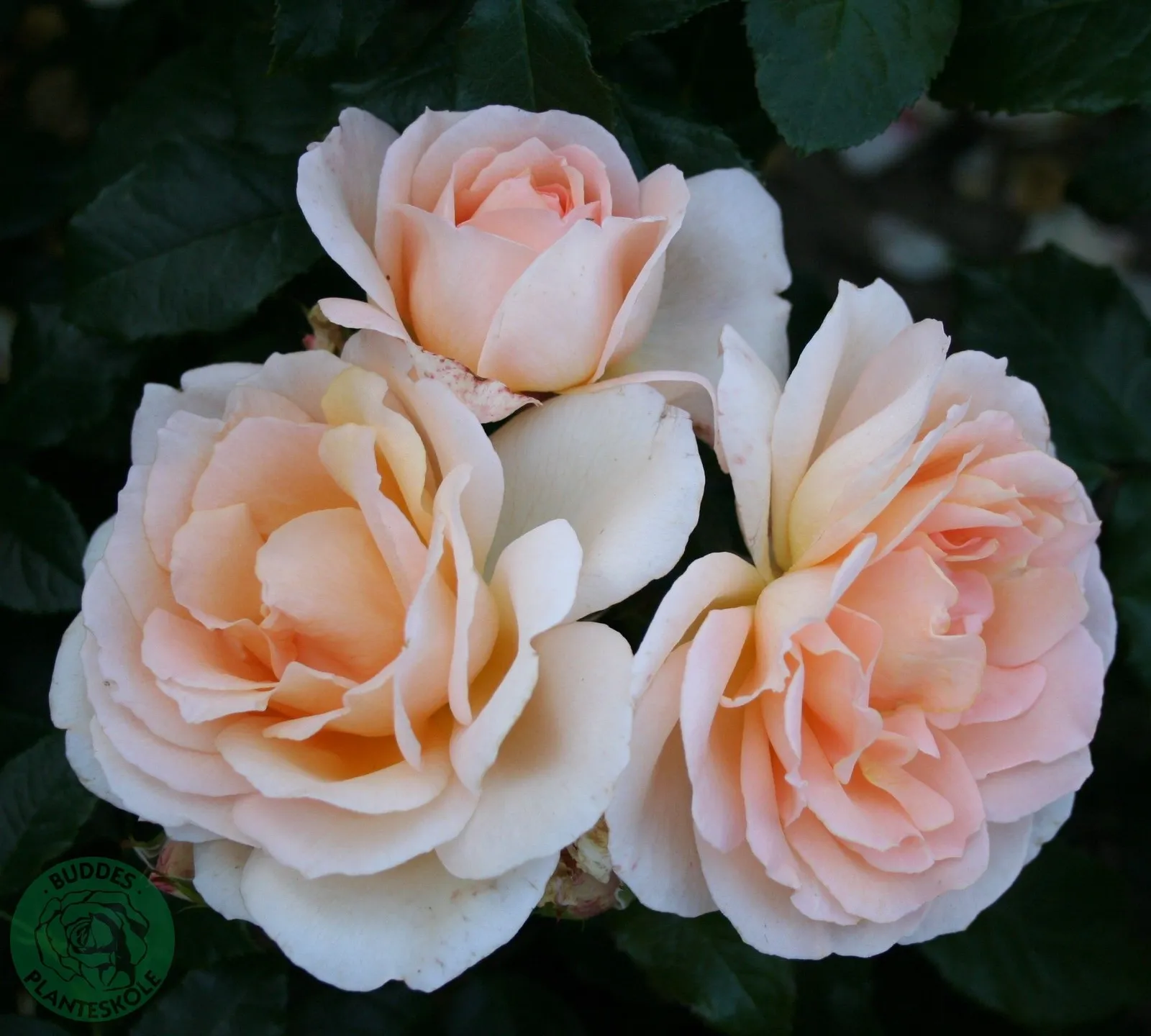 Ros 'Morten Korch', syn. tehybridros CHANDOS BEAUTY ('Harmisty'PBR)