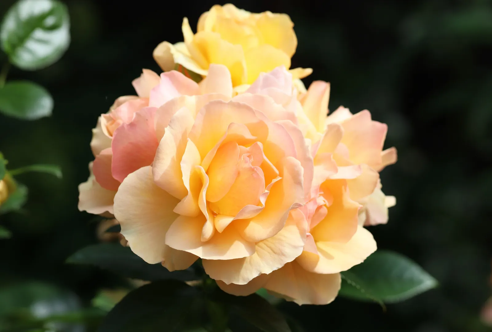Floribundaros HANSESTADT ROSTOCK® ('Tan04603'PBR) - miniatyr 3
