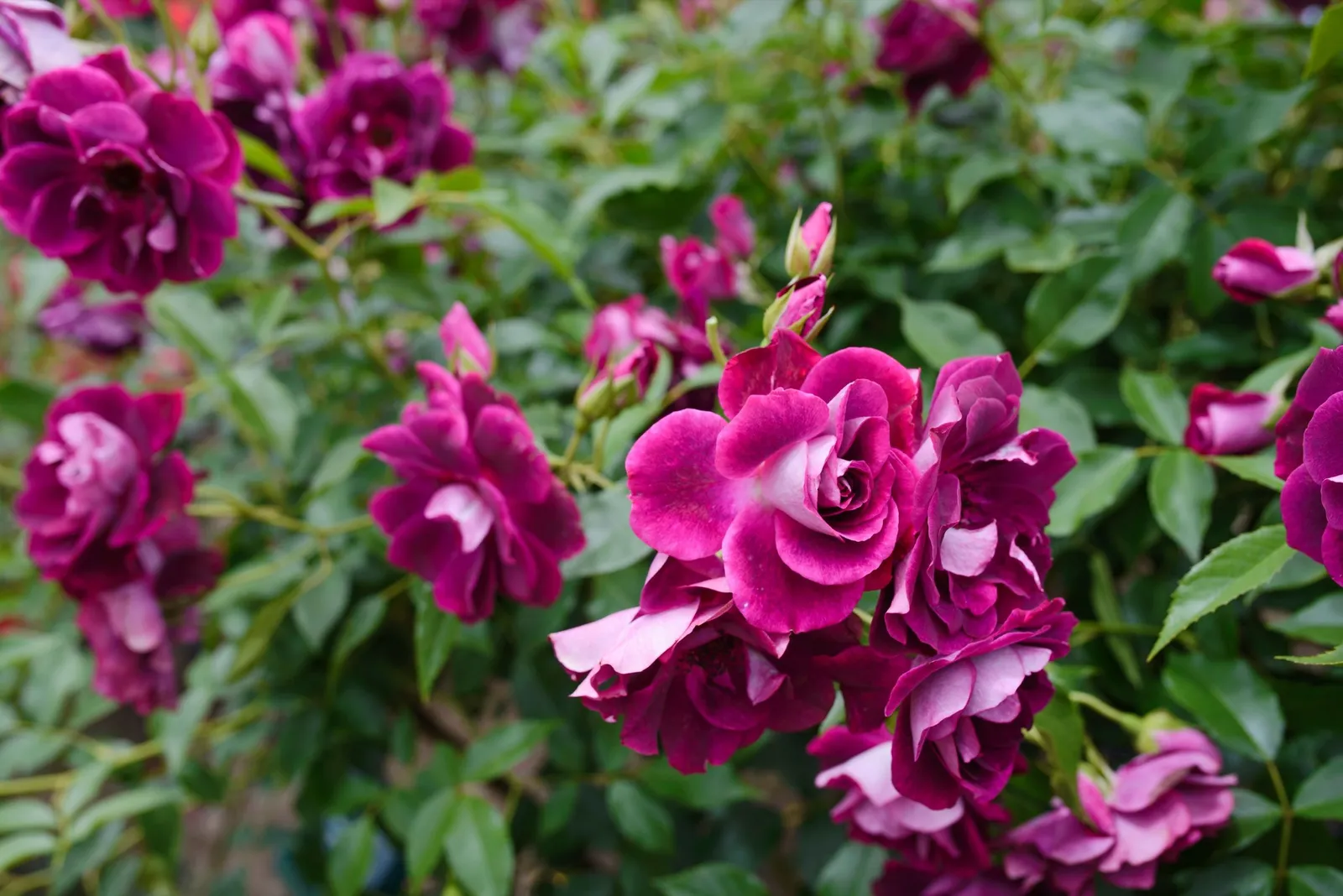 Floribundaros 'Burgundy Iceberg'PBR - miniatyr 5