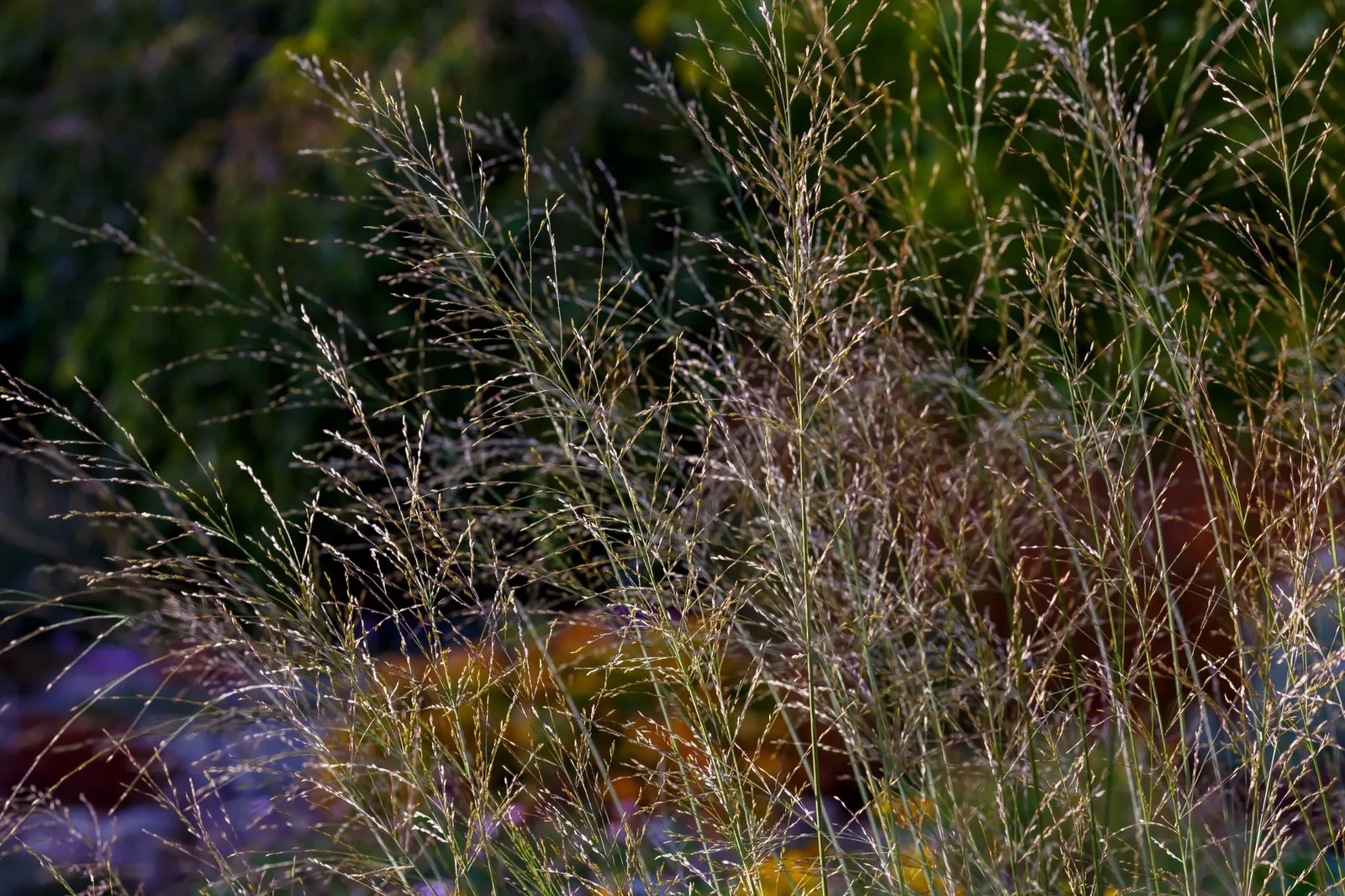 Jättetåtel 'Transparent', 2L - miniatyr 3