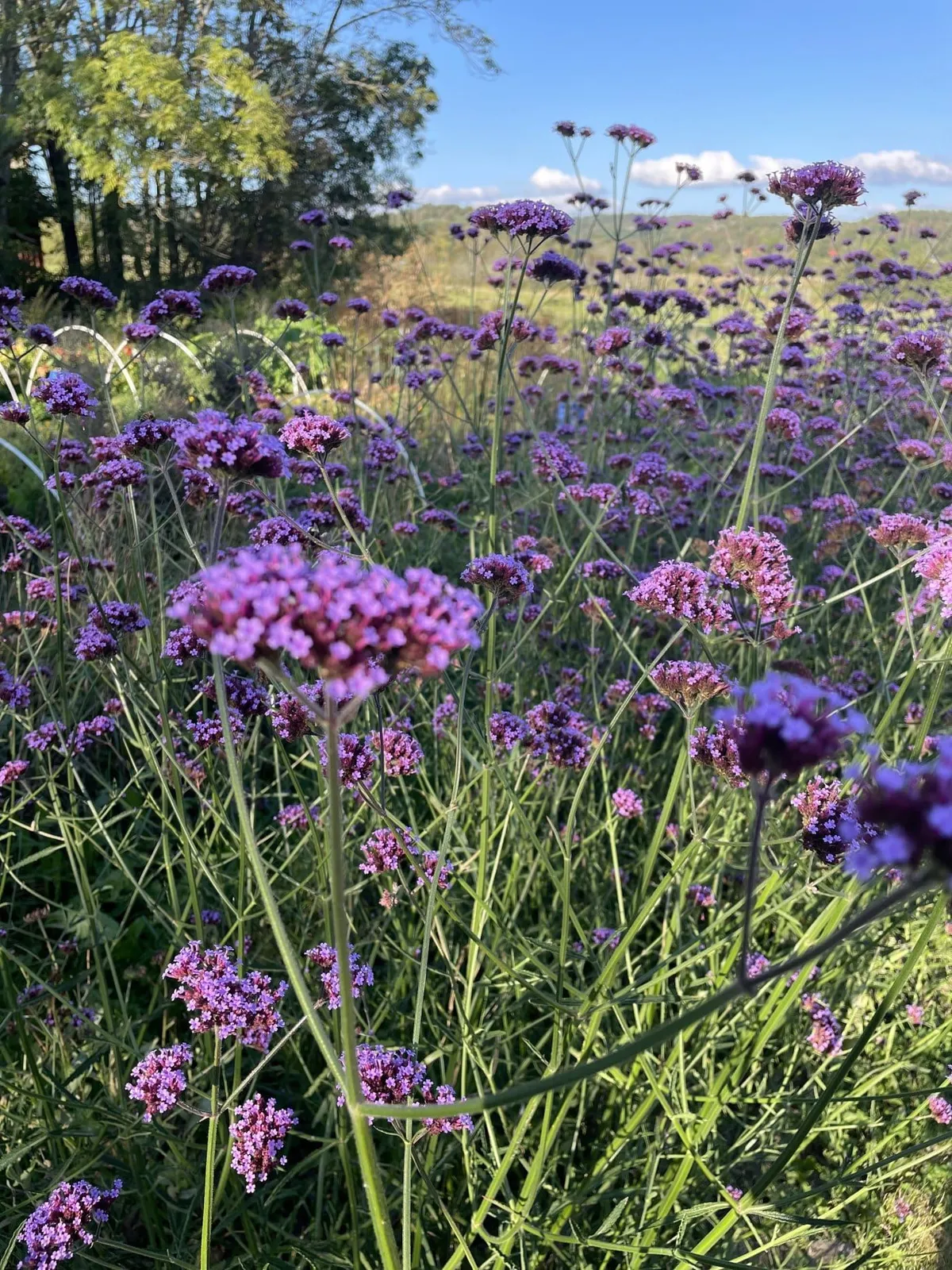 Jätteverbena ekofrö med höga lila blomklasar
