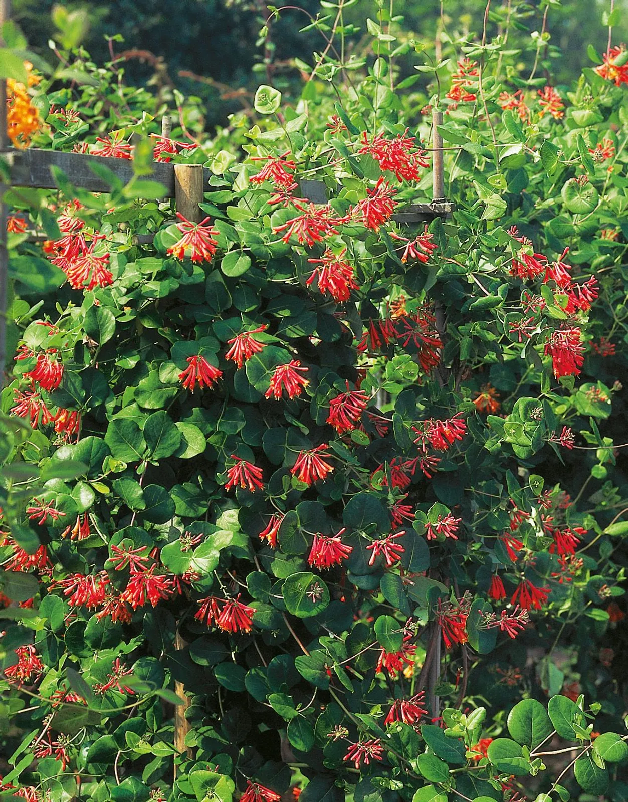 Eldkaprifol 'Dropmore Scarlet'