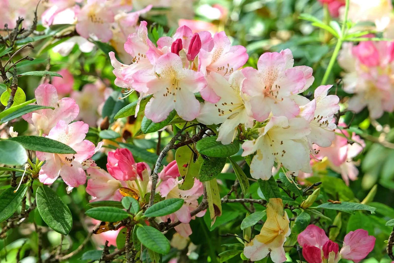 Yakushimanum-rododendron 'Percy Wiseman', 25-30 cm - miniatyr 3