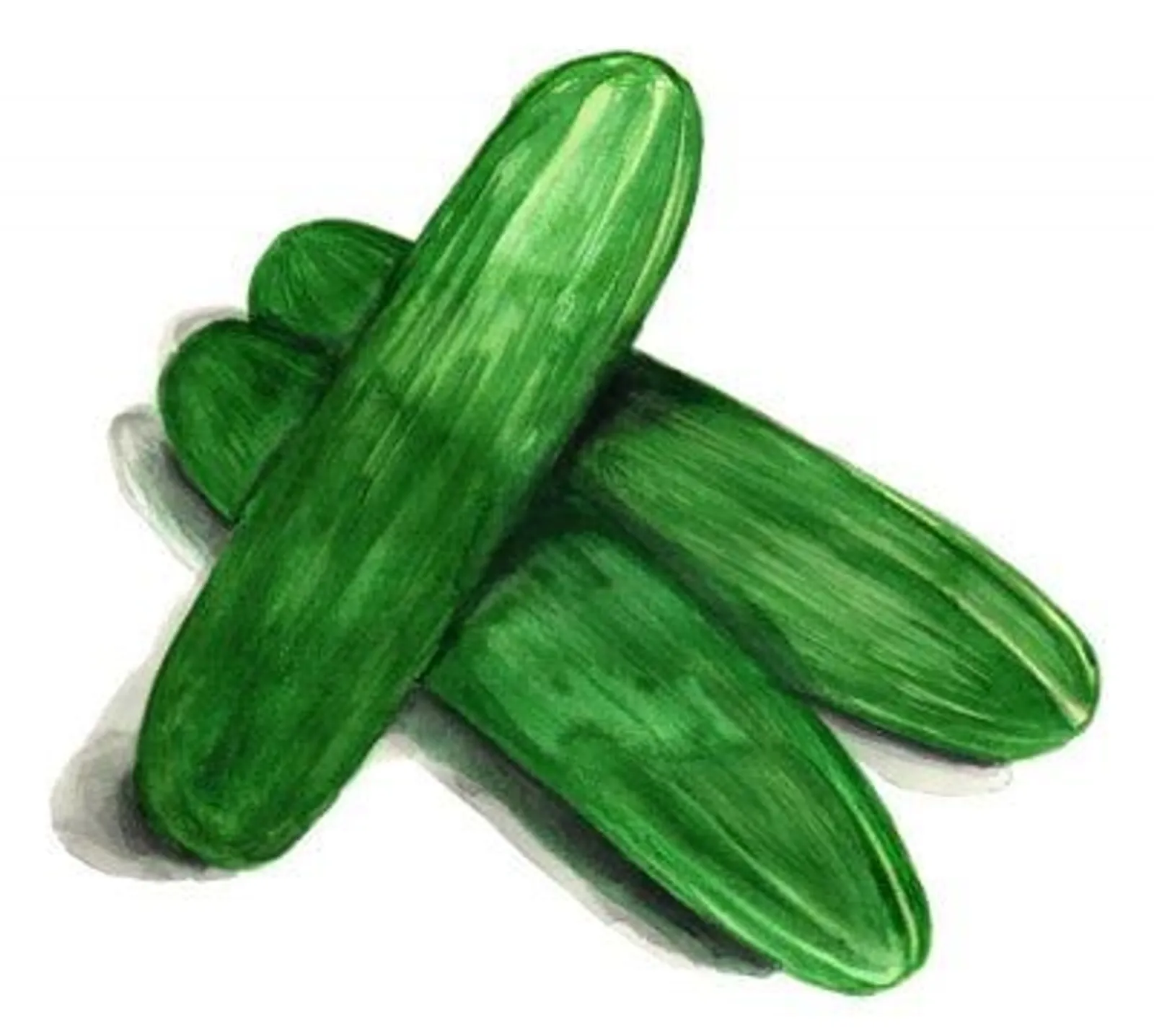 Gurka 'Muncher', Frö