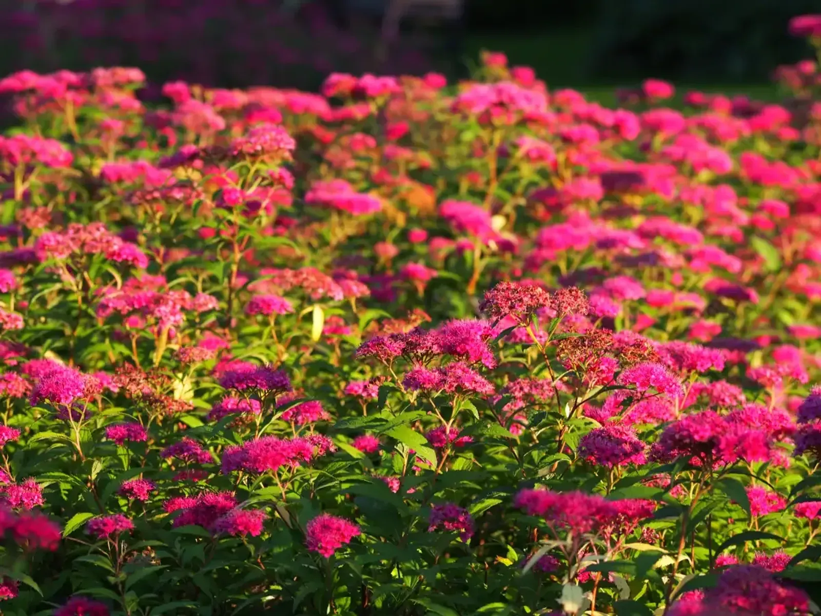 Rosenspirea, 15-30 cm — detalj 3