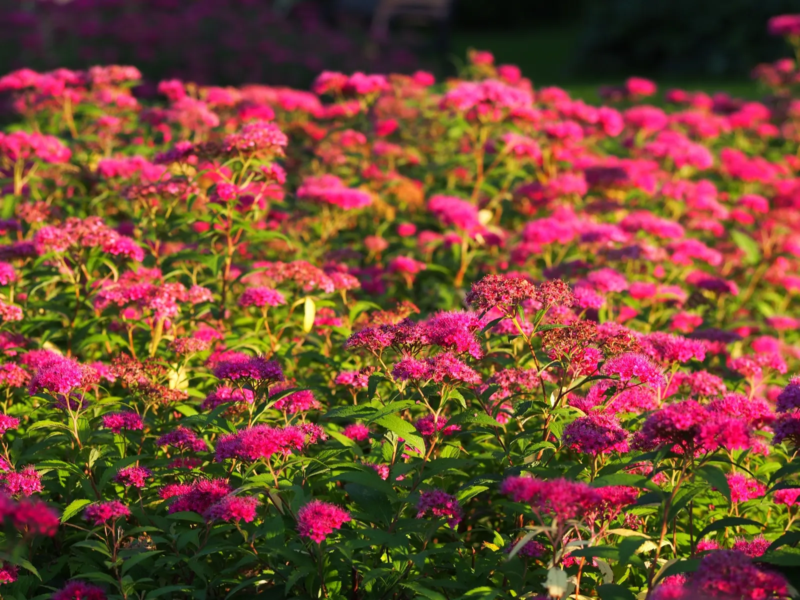 Rosenspirea - miniatyr 5