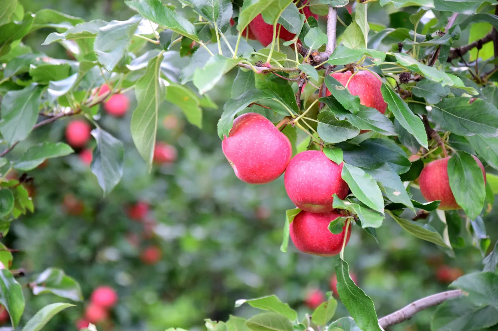 Äpple AGNES® E, svagväxande, B9 - miniatyr 3