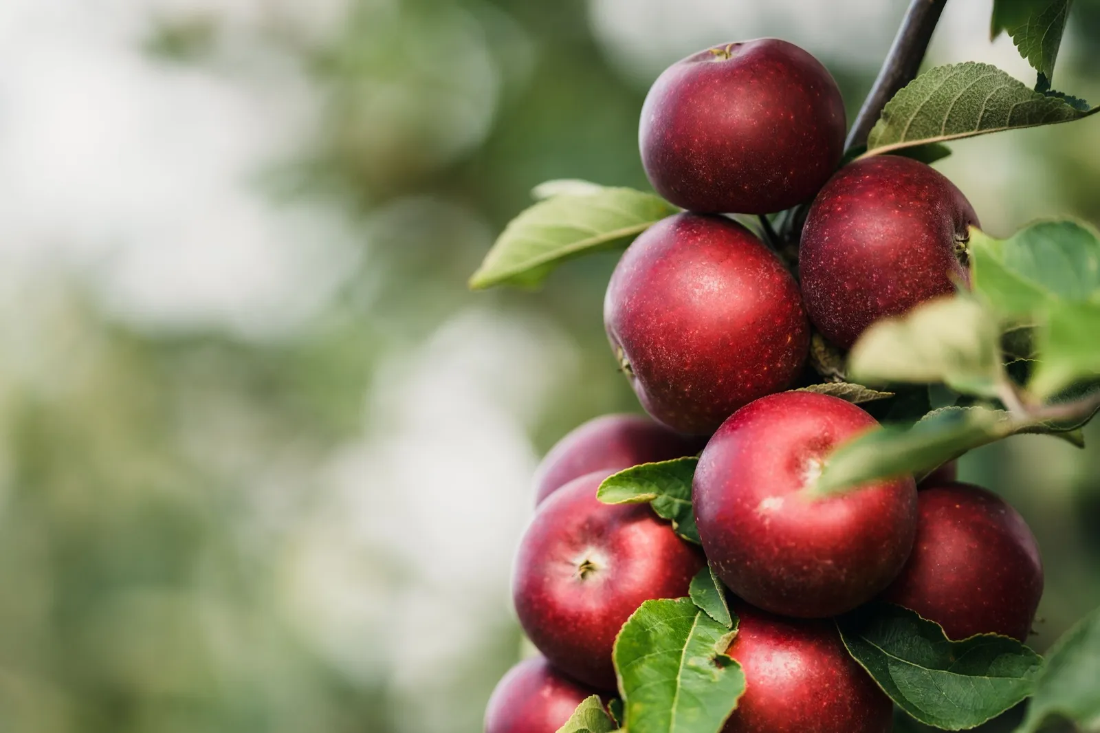 Äpple'Ingrid Marie' E - miniatyr 2