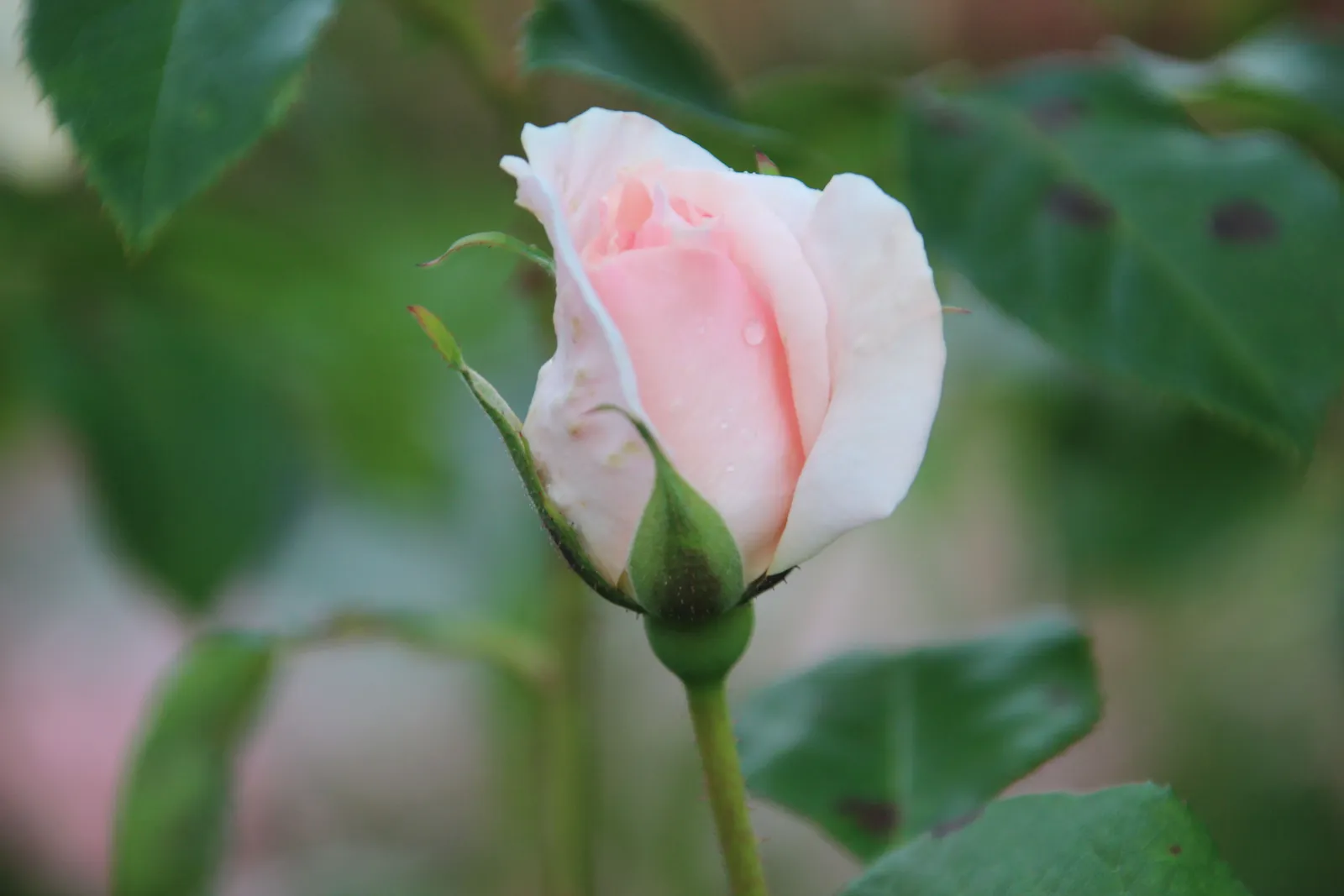 Tehybridros A WHITER SHADE OF PALE ('Peafanfare'PBR) - miniatyr 4