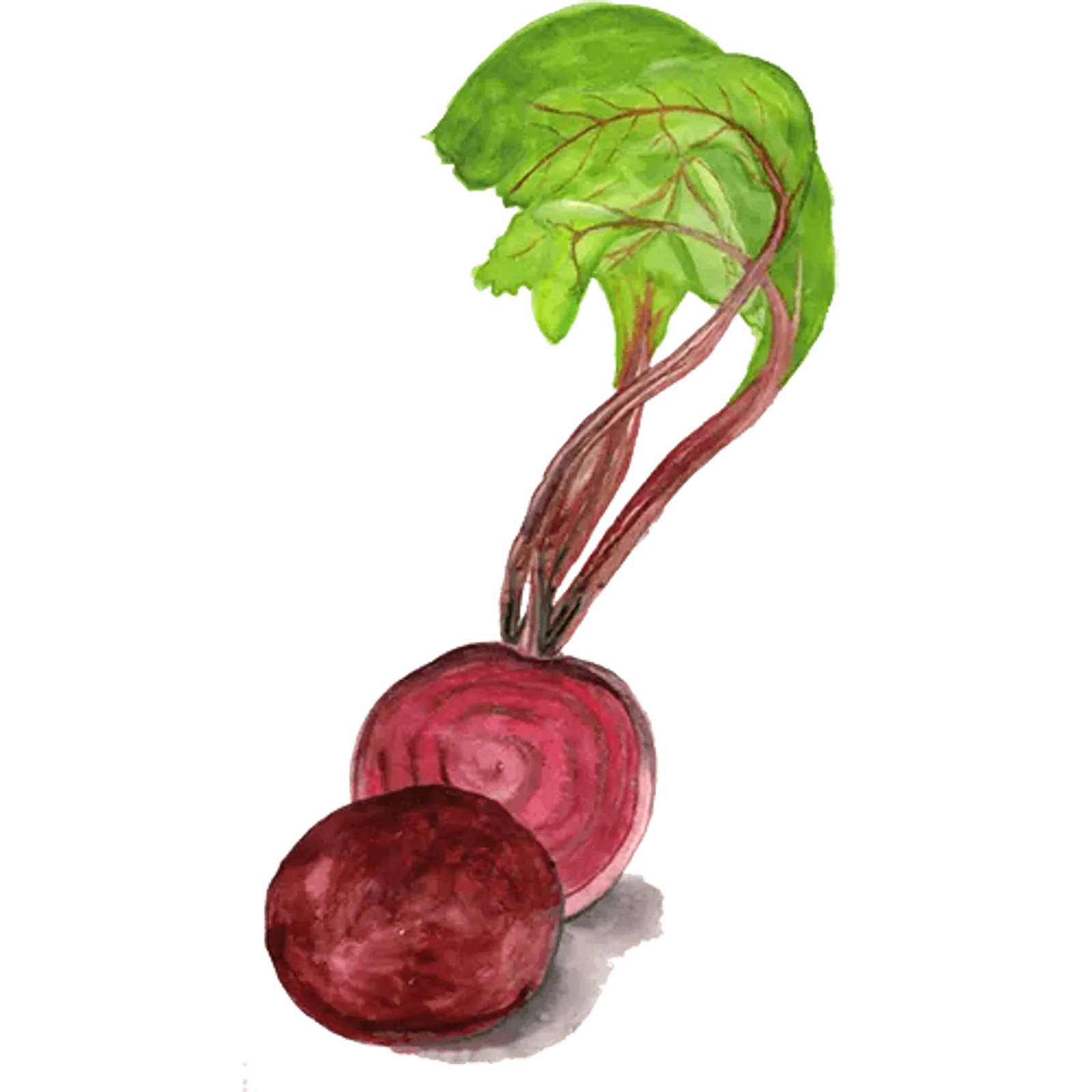 Rödbeta 'Jannis ', Frö