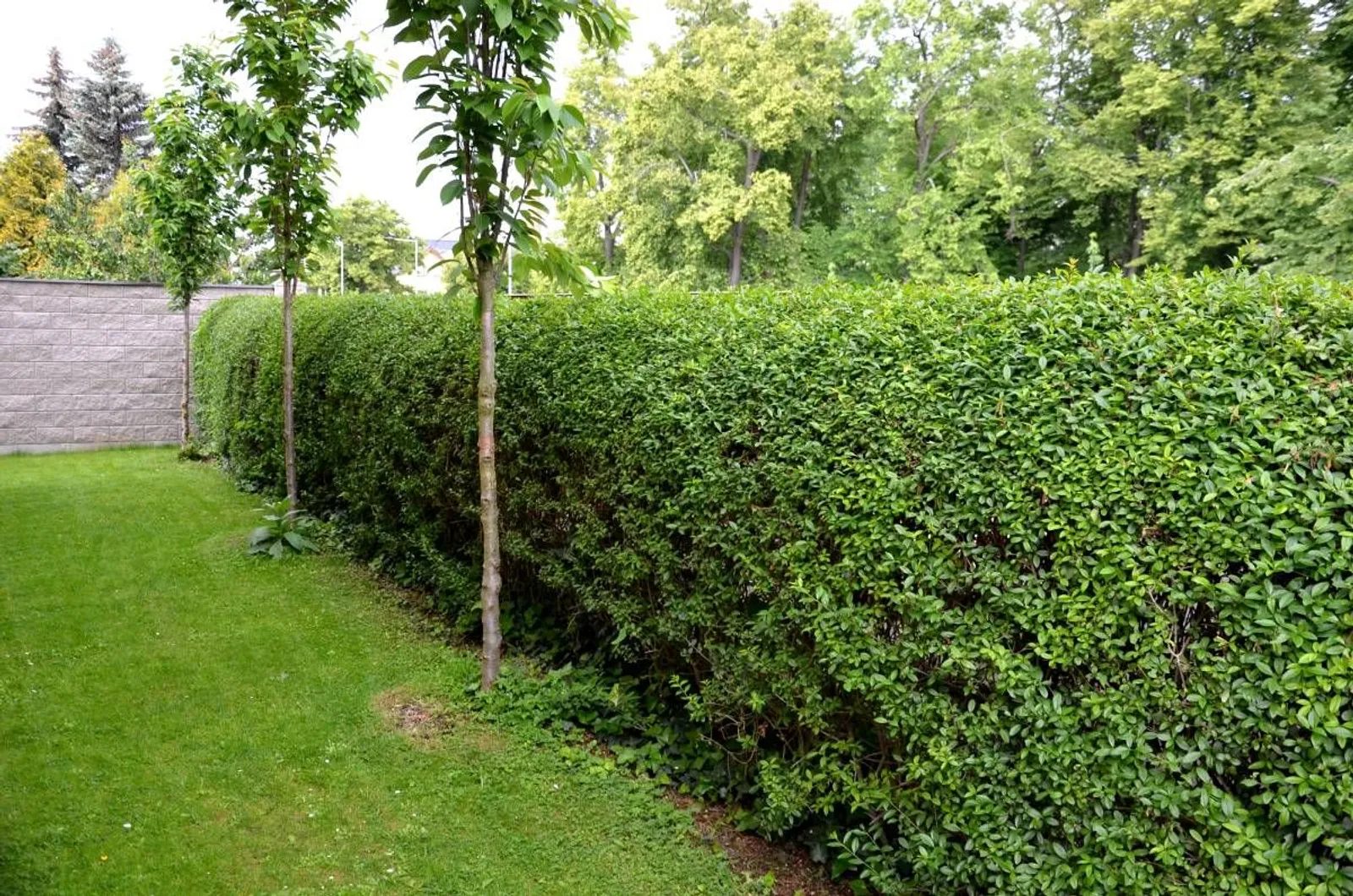 Liguster, 20-40 cm — närbild
