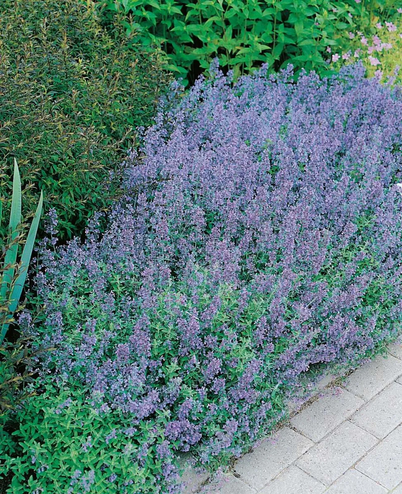 Kantnepeta