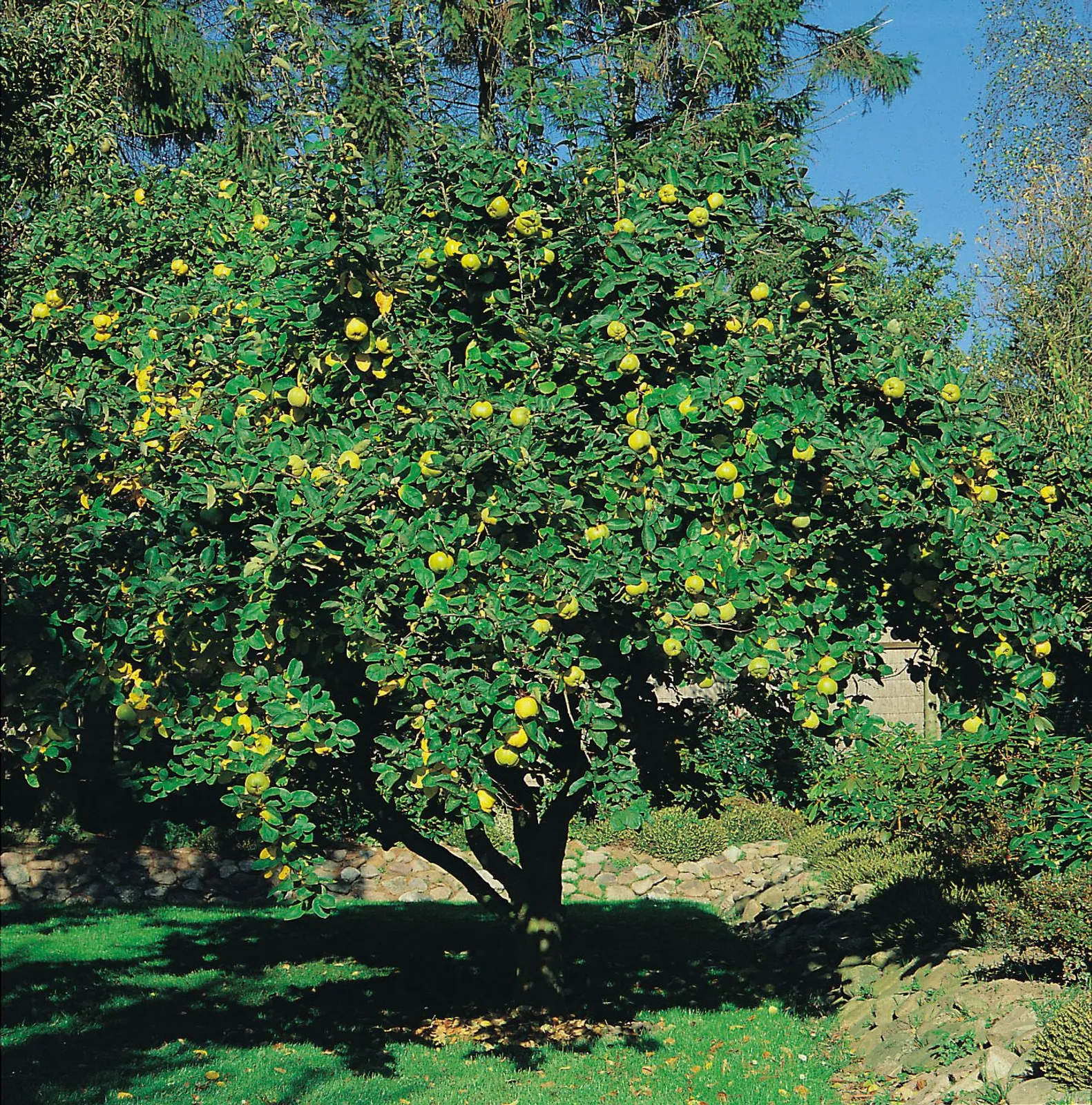 Kvitten 'Vranja', Sh 100-120