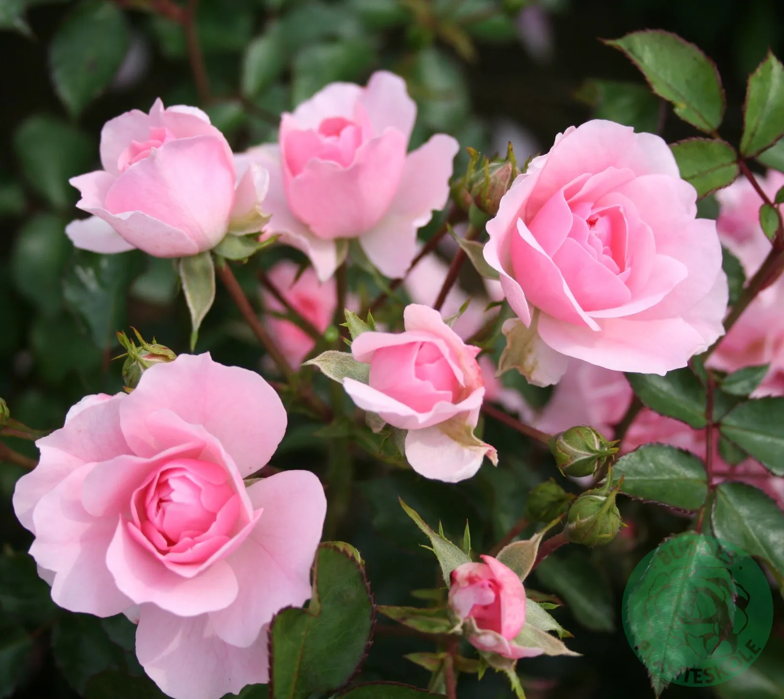 Rosor