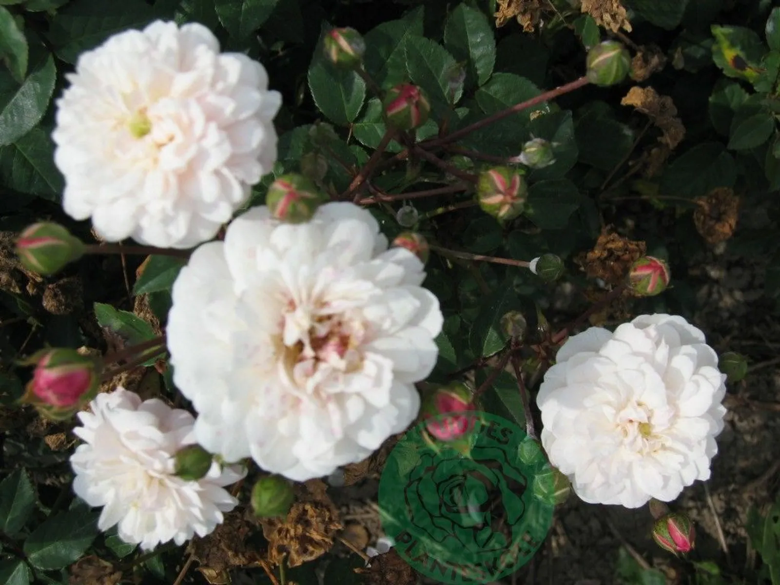 Sempervirens-ros 'Little White Pet