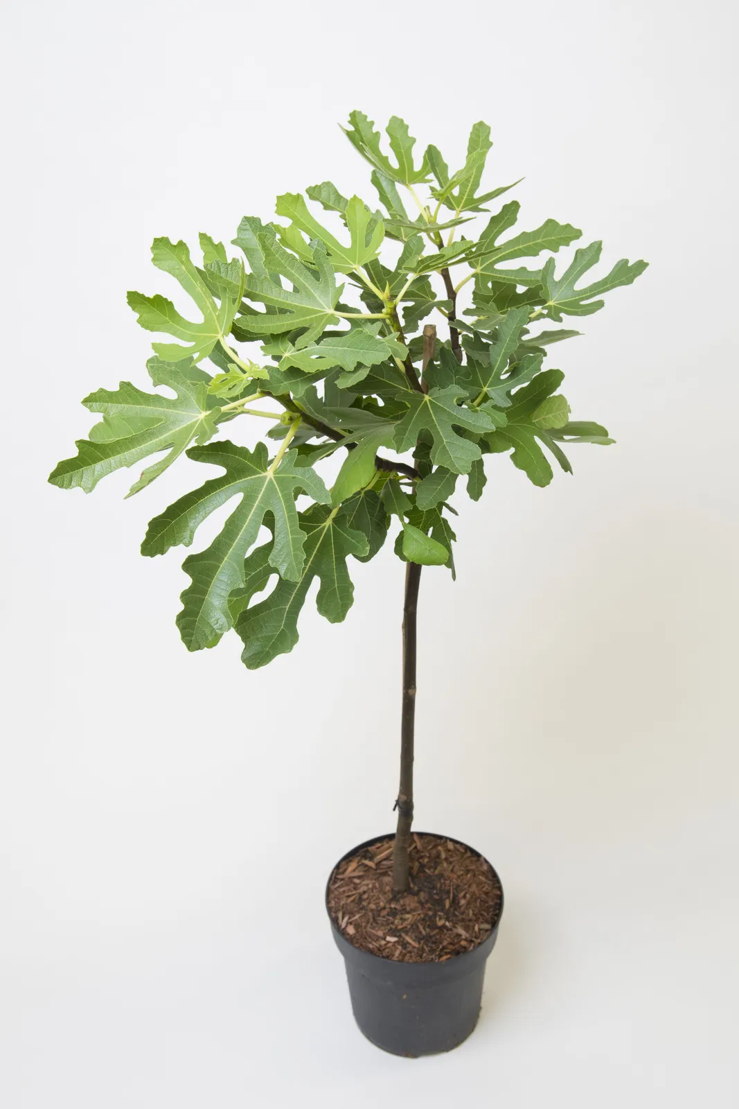 Adriafikon 'Bornholms Diamant' (fikon 'Bornholms Diamant'/Bornholm), 80/90 cm - miniatyr 5