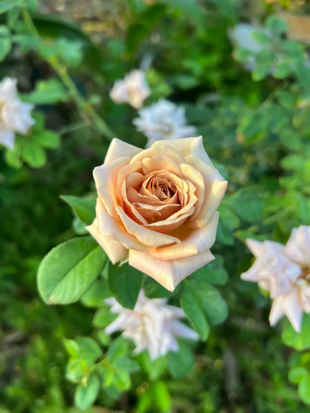 Floribundaros KOKO LOKO ('Wekbijou') - miniatyr 3