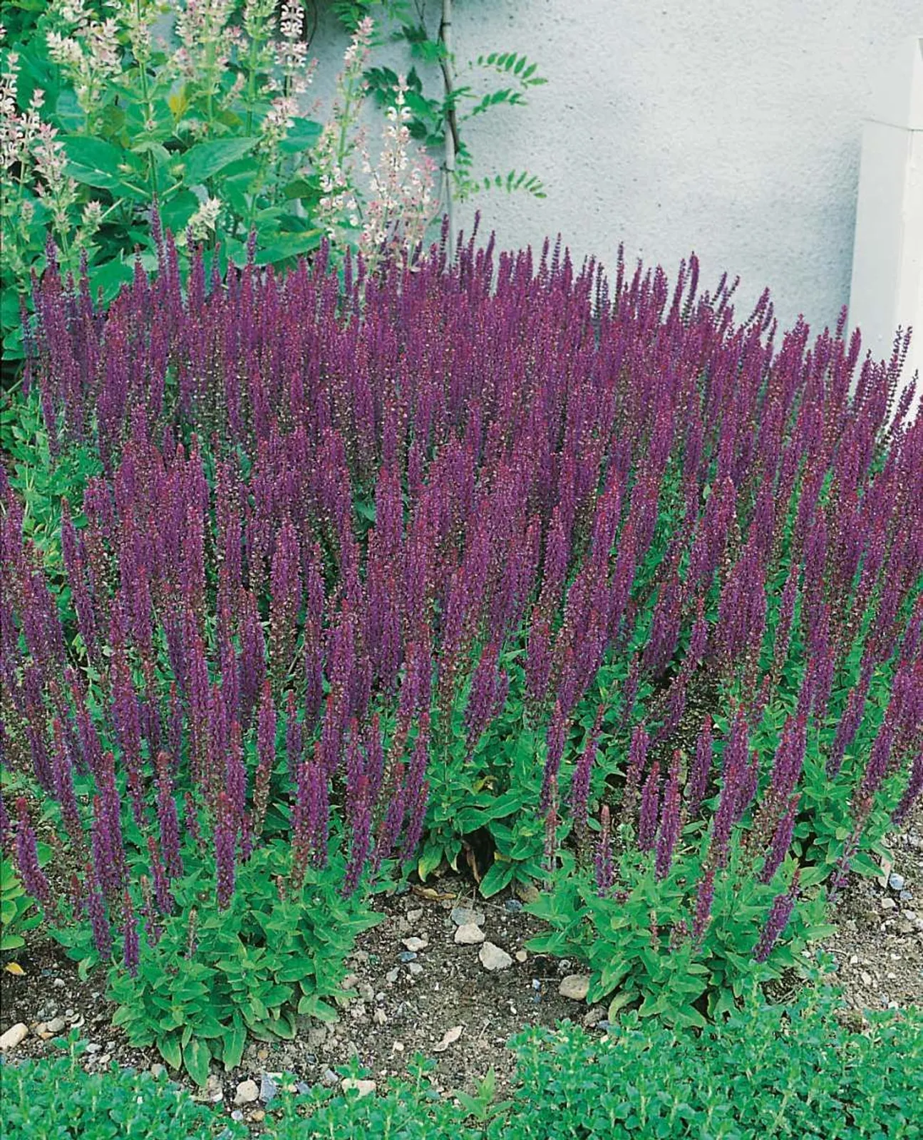 Stäppsalvia 'Ostfriesland'