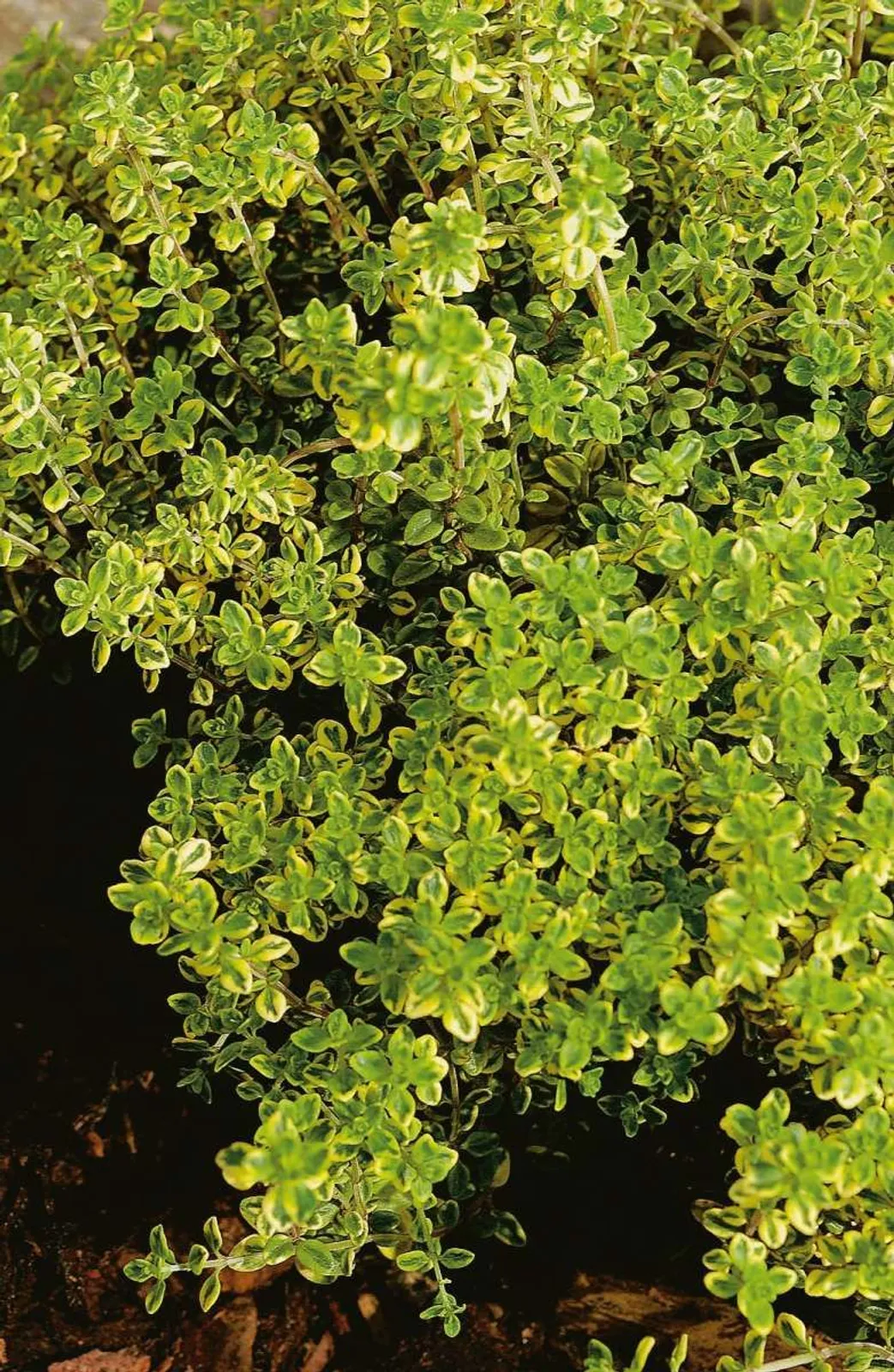 Citrontimjan 'Aureus'