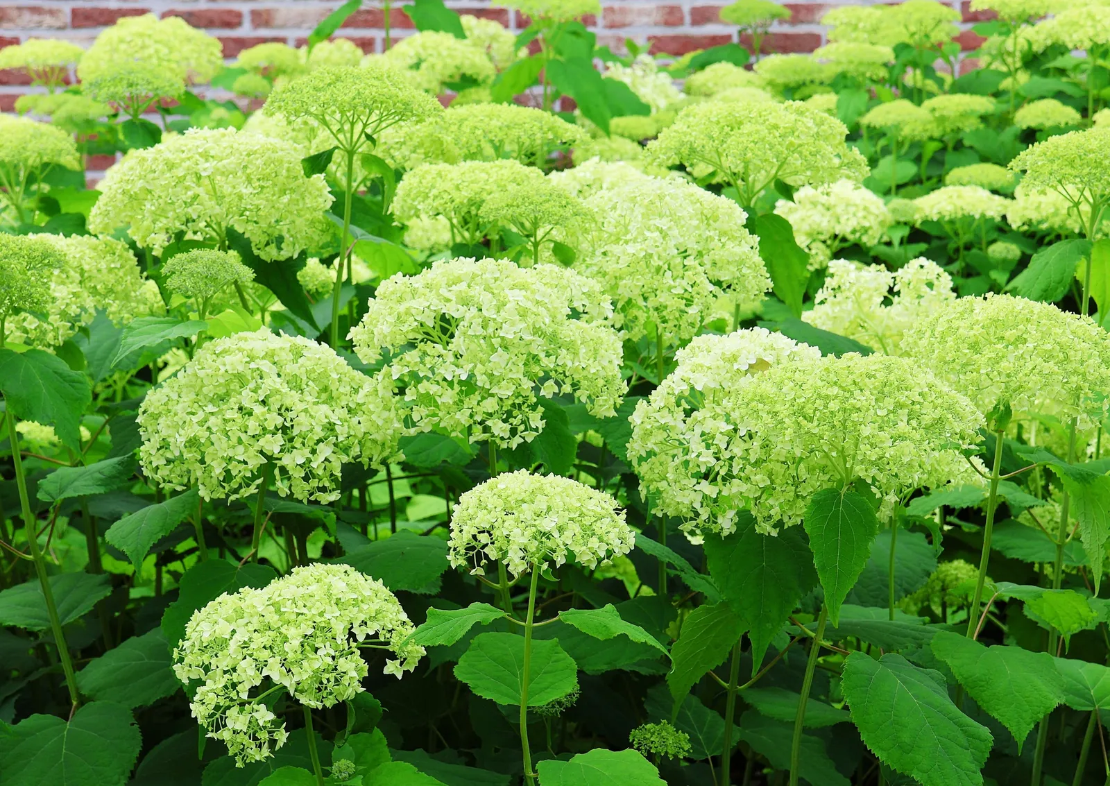 Vidjehortensia 'Annabelle' - miniatyr 6