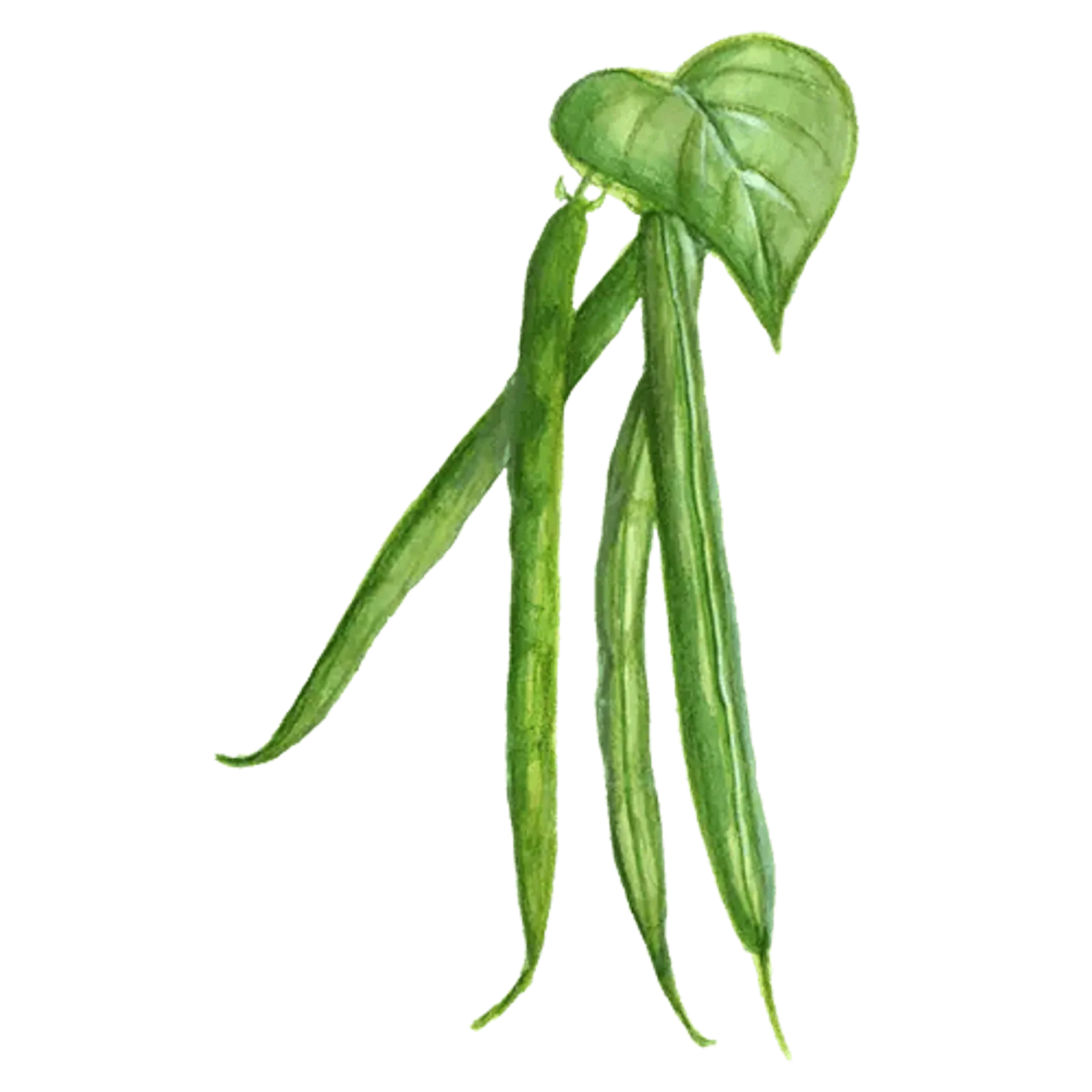 Buskböna bryt 'Allegria', Frö