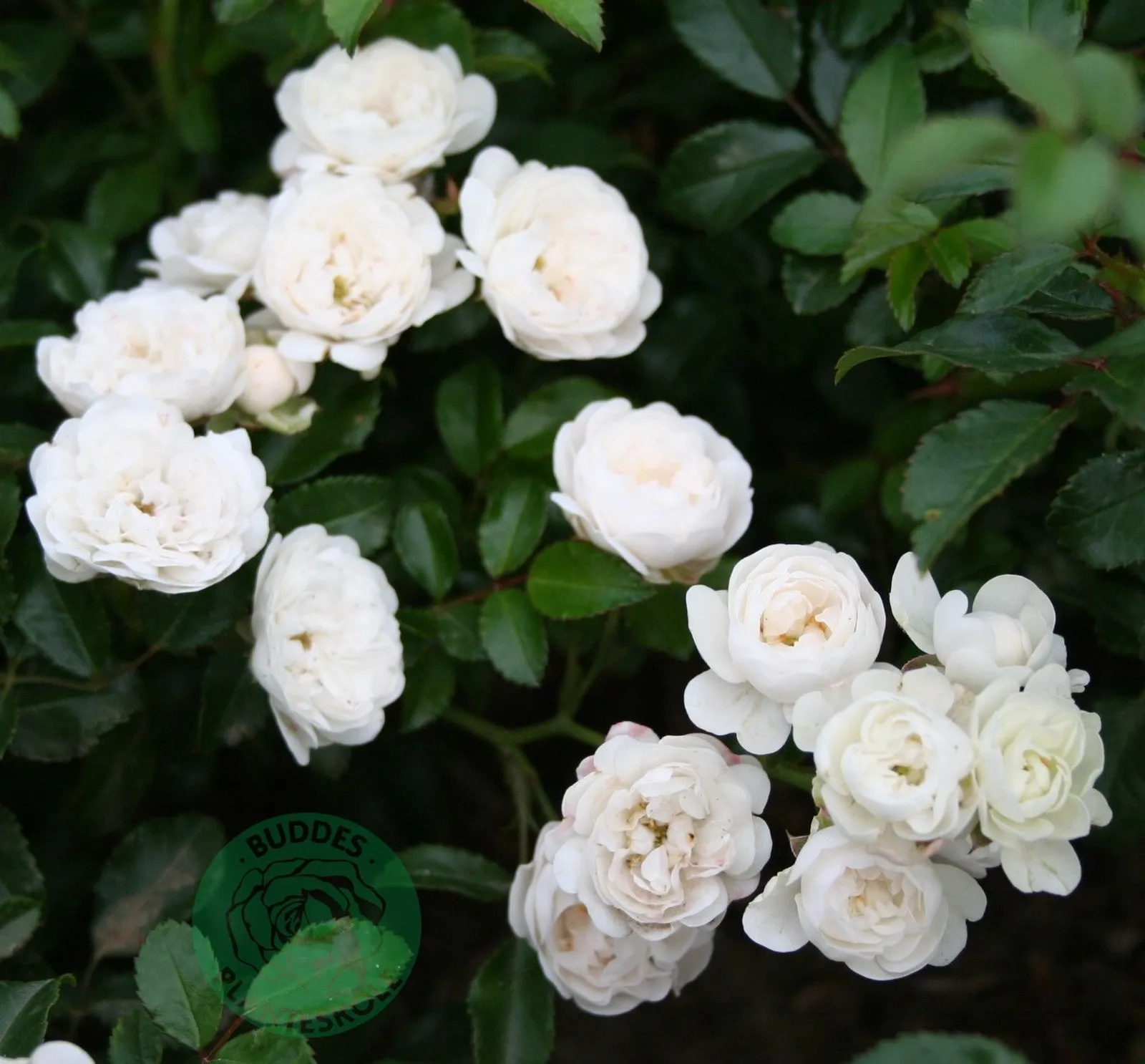 Miniatyrros 'White Fairy'