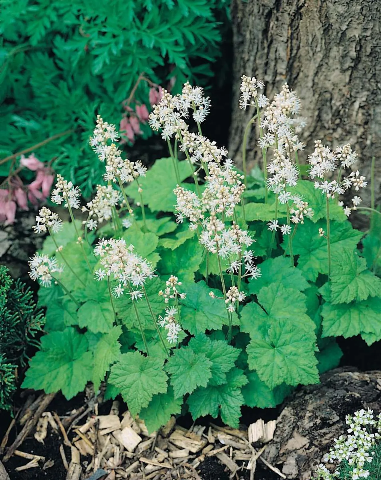 Spetsmössa 'Moorgrün'