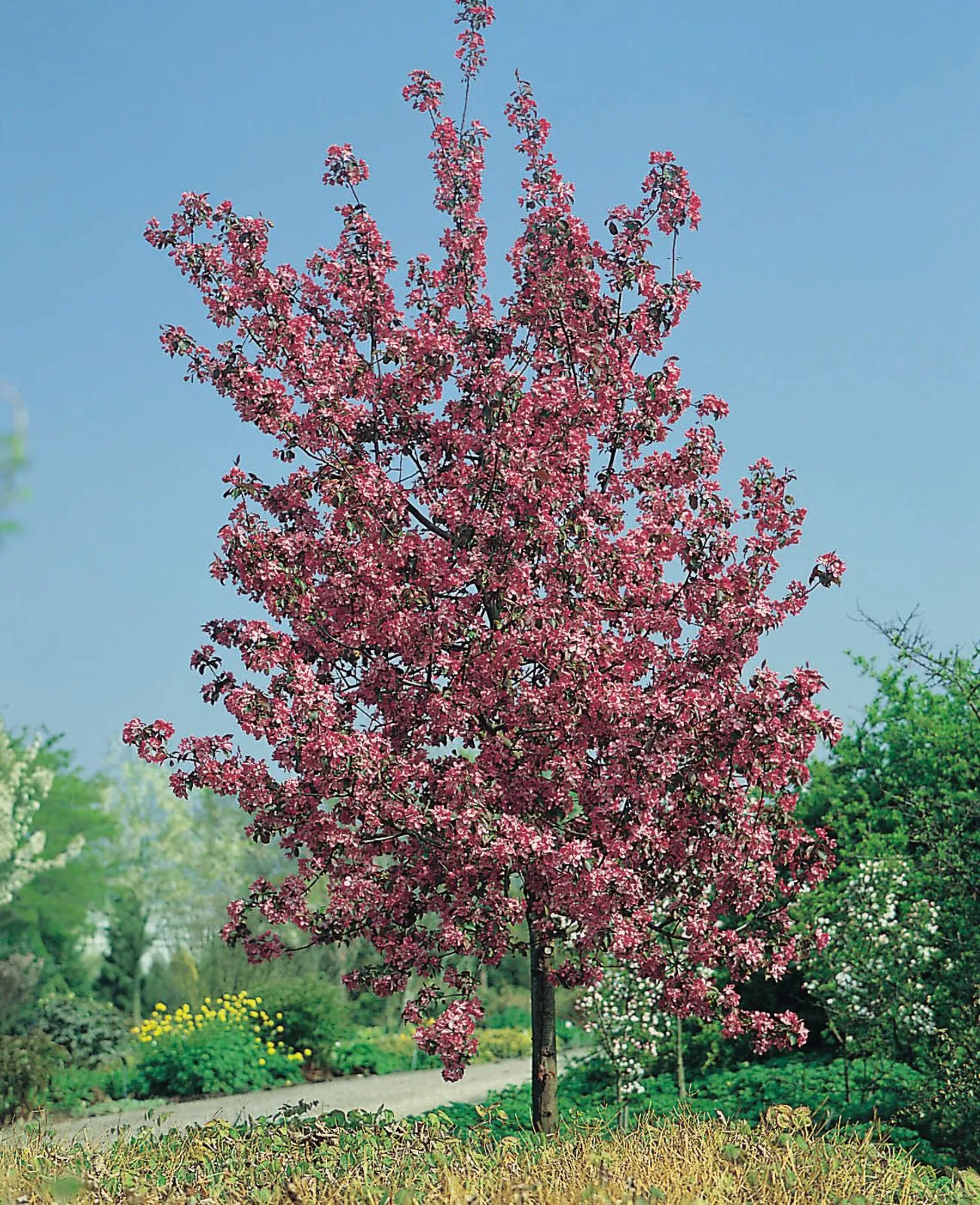 Prydnadsapel 'Rudolph', Sh 80-90