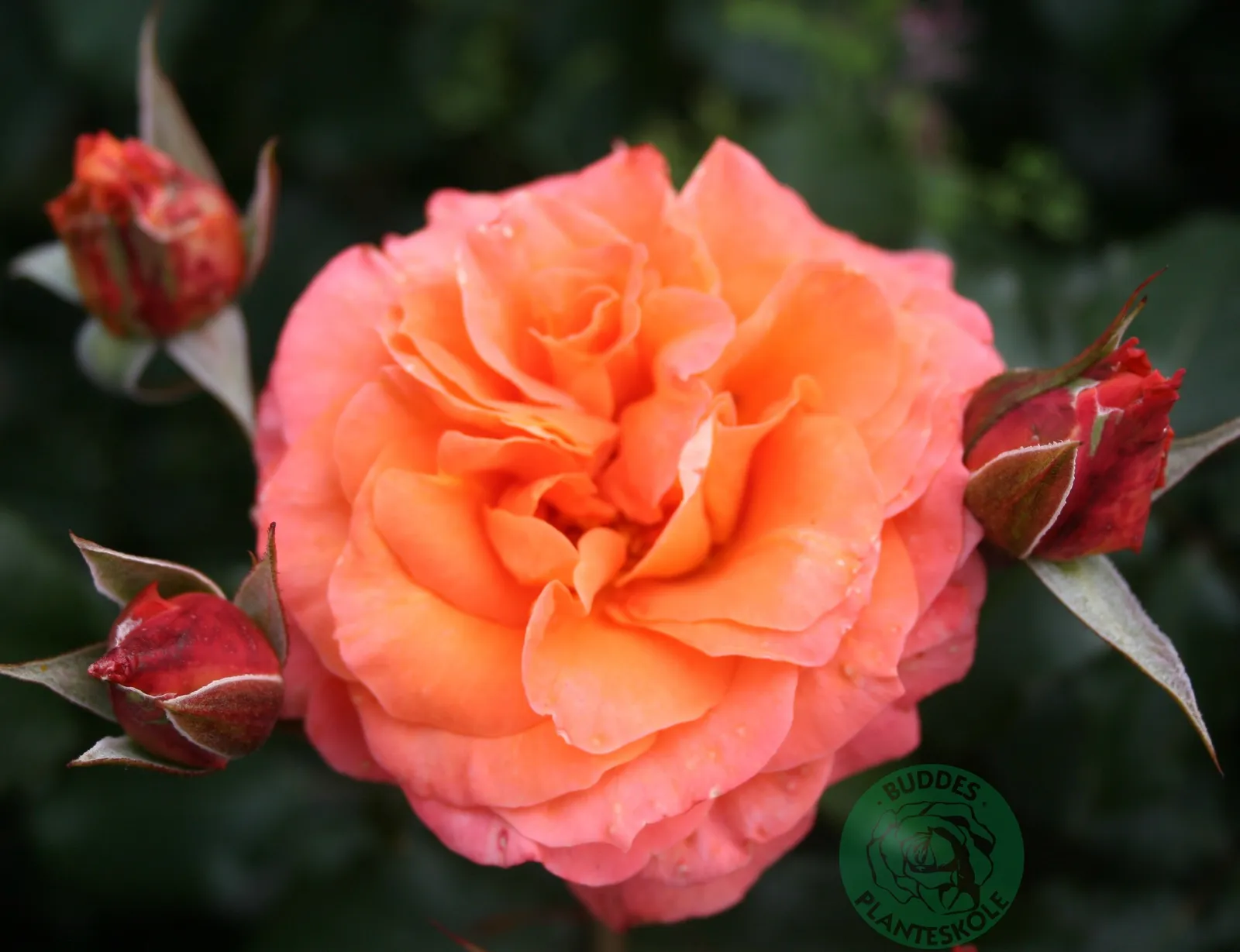 Tehybridros GAVNÖ ('Poulgav')