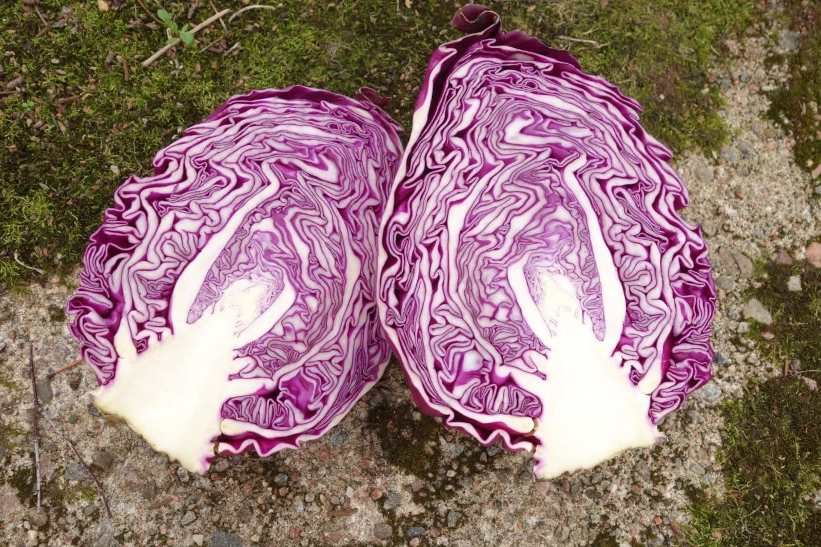 Kalibos spetskål frö med avlång spetskål