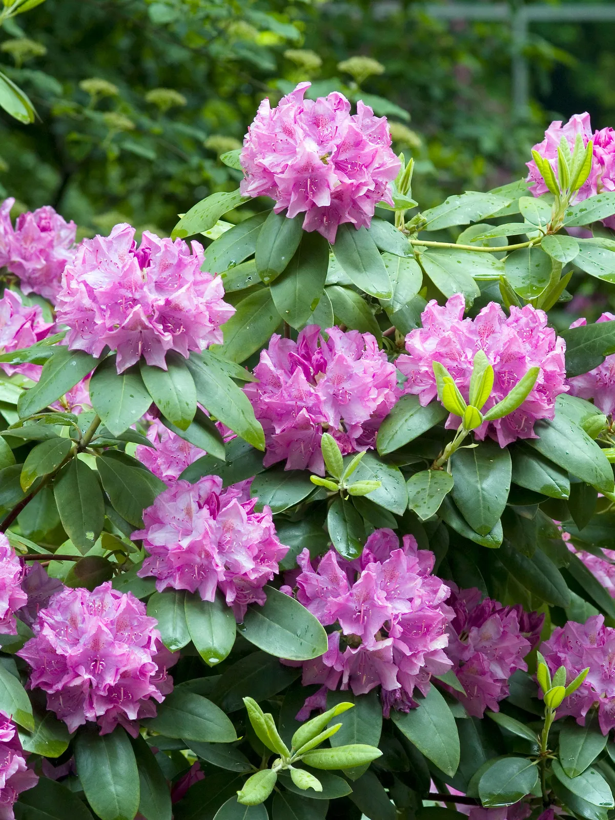 Parkrododendron 'Roseum Elegans', 30-40 cm