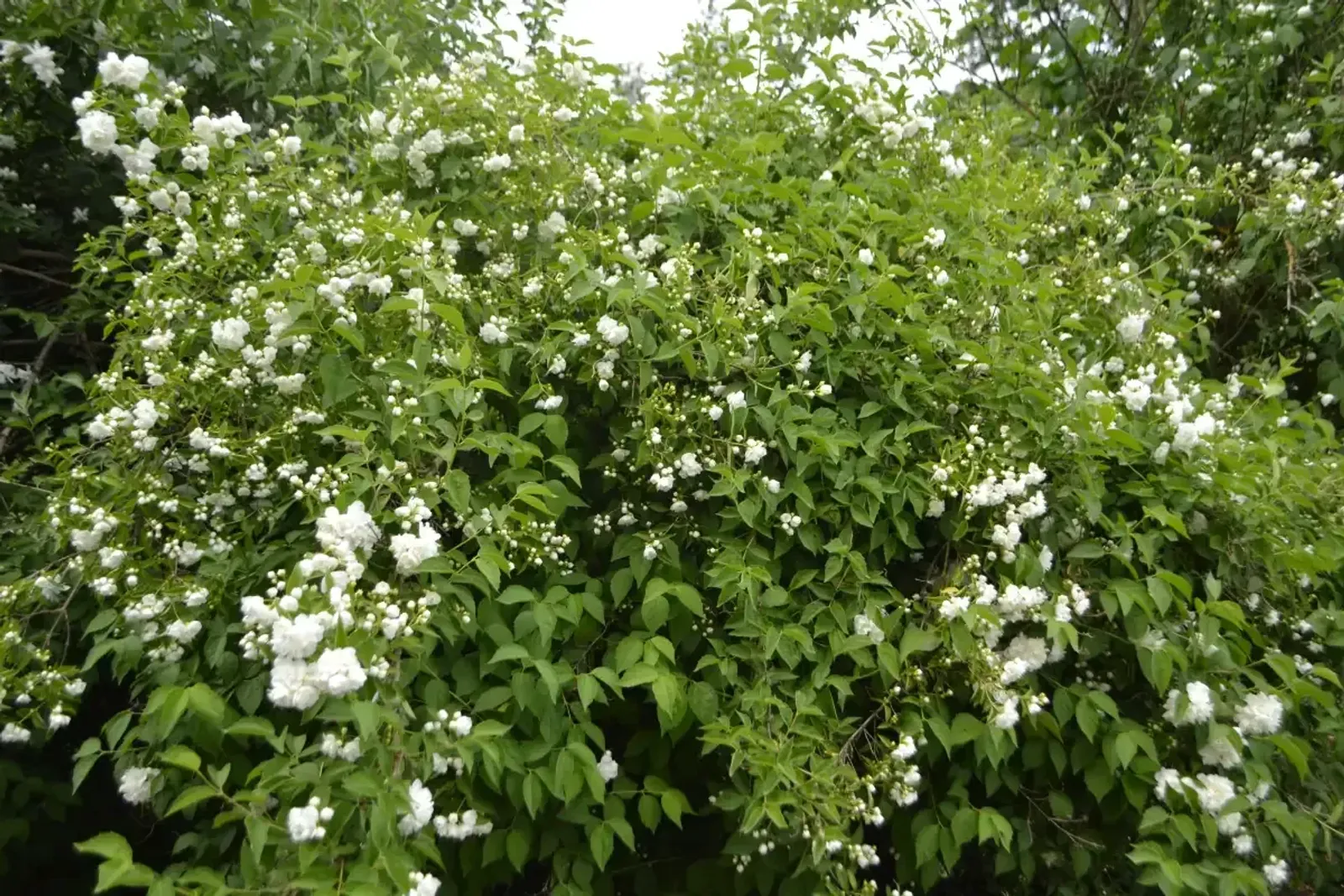 Smultronschersmin, 30-50 cm