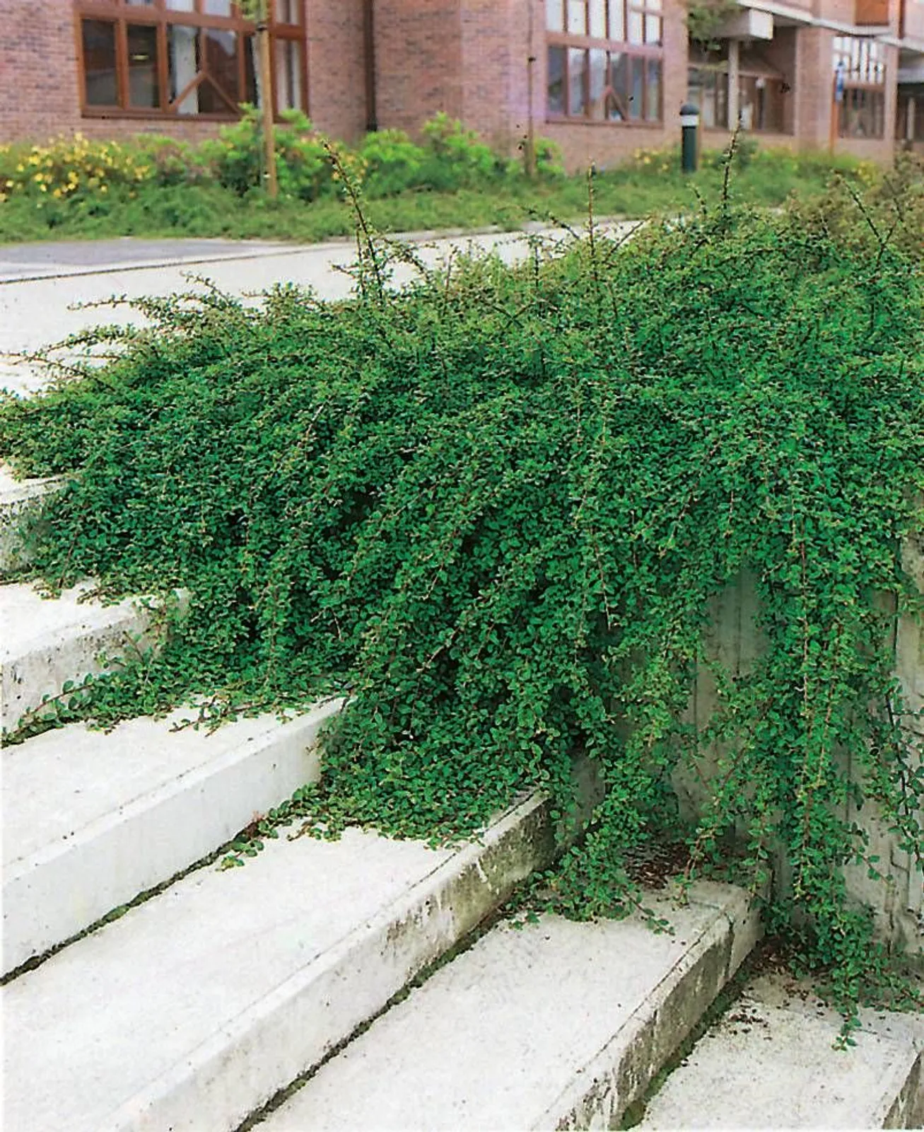 Skogholmsoxbär 'Skogholm', 10-20 cm