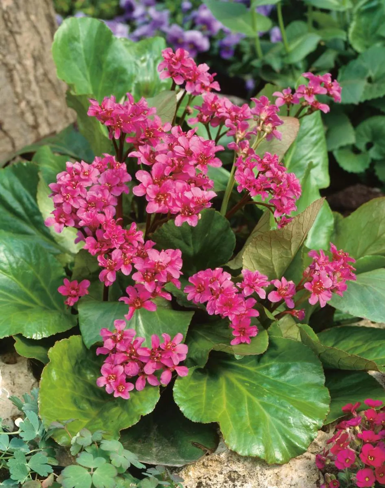 Hjärtbergenia 'Rotblum'