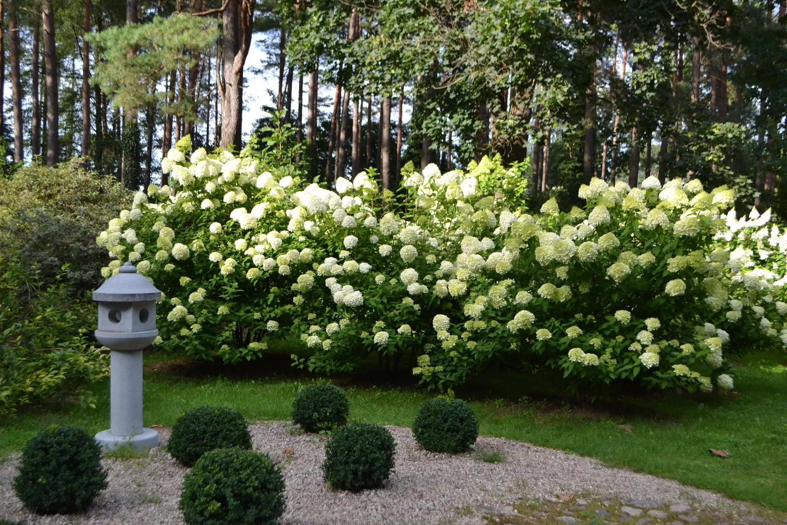 Vipphortensia 'Limelight' - miniatyr 5