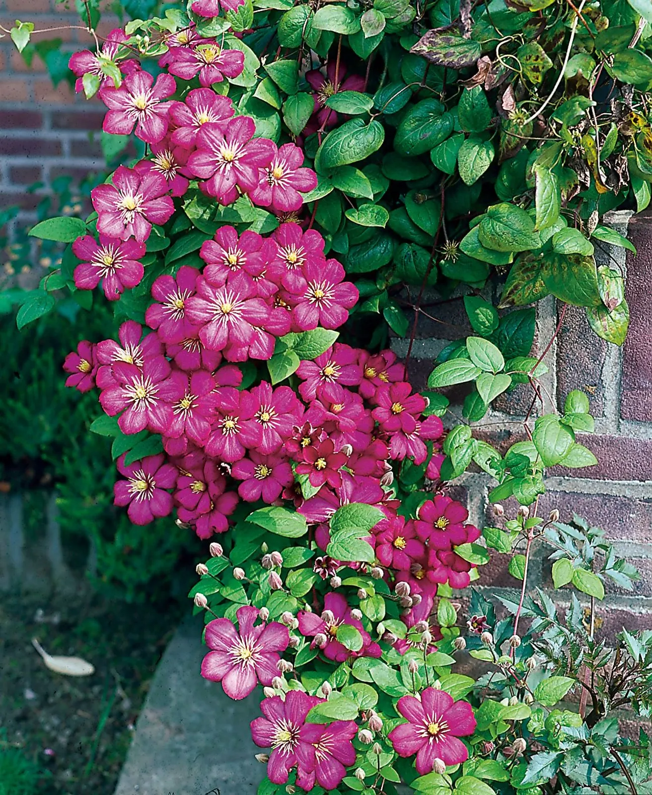 Klematis (Sena Storblommiga Gruppen) 'Ville de Lyon'