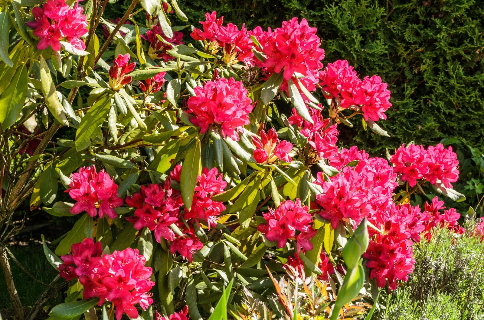 Parkrododendron 'Nova Zembla', 30-40 cm - miniatyr 4