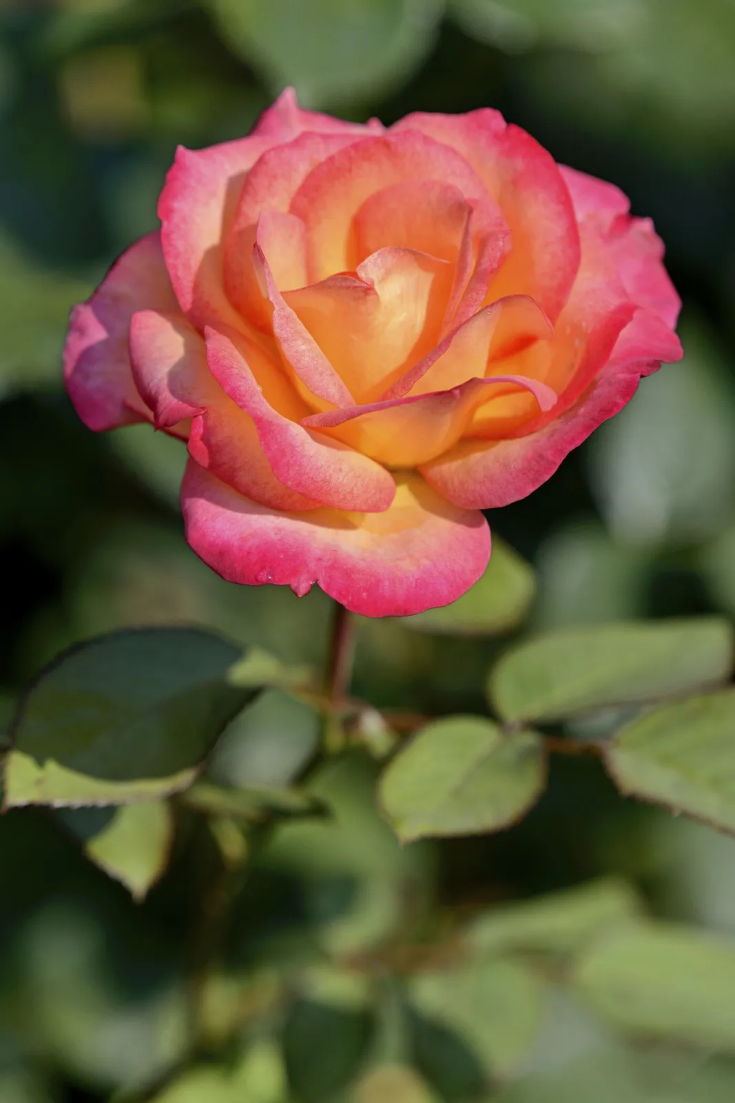 Floribundaros MIDSUMMER ('Tan02280'PBR) - miniatyr 5
