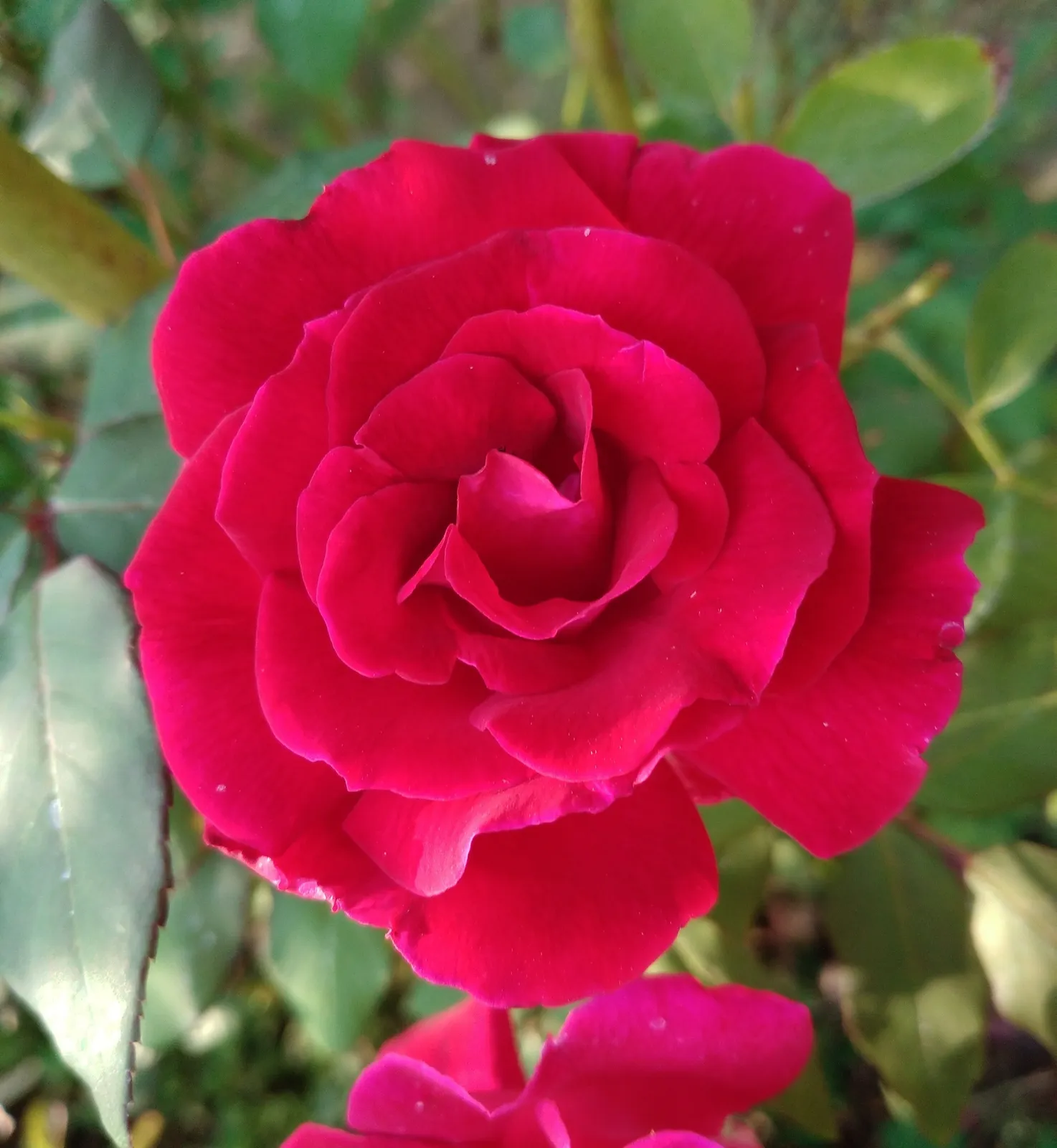 Tehybridros 'Hanne' - miniatyr 2