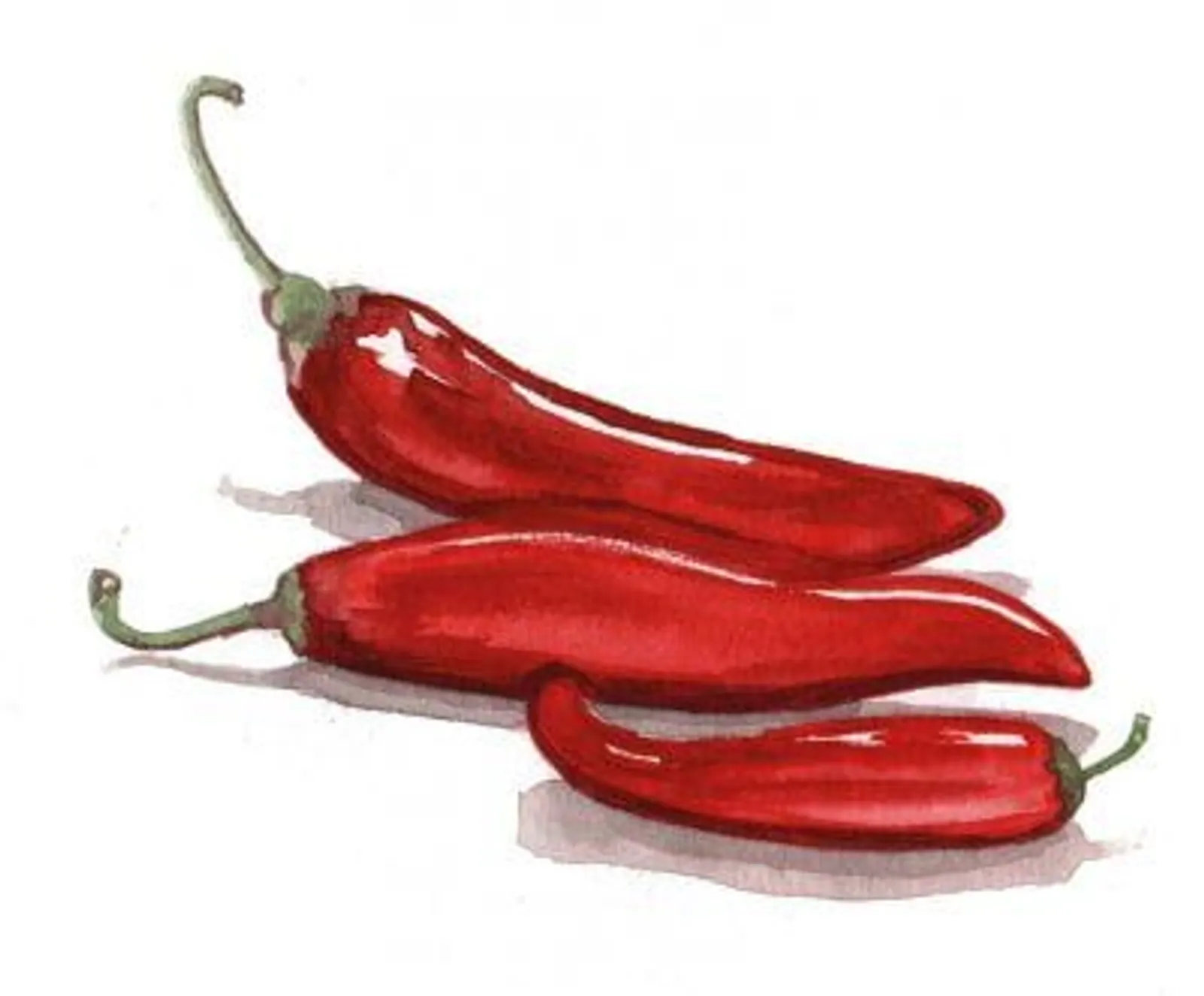 Paprika 'Hungarian Boldog', Frö