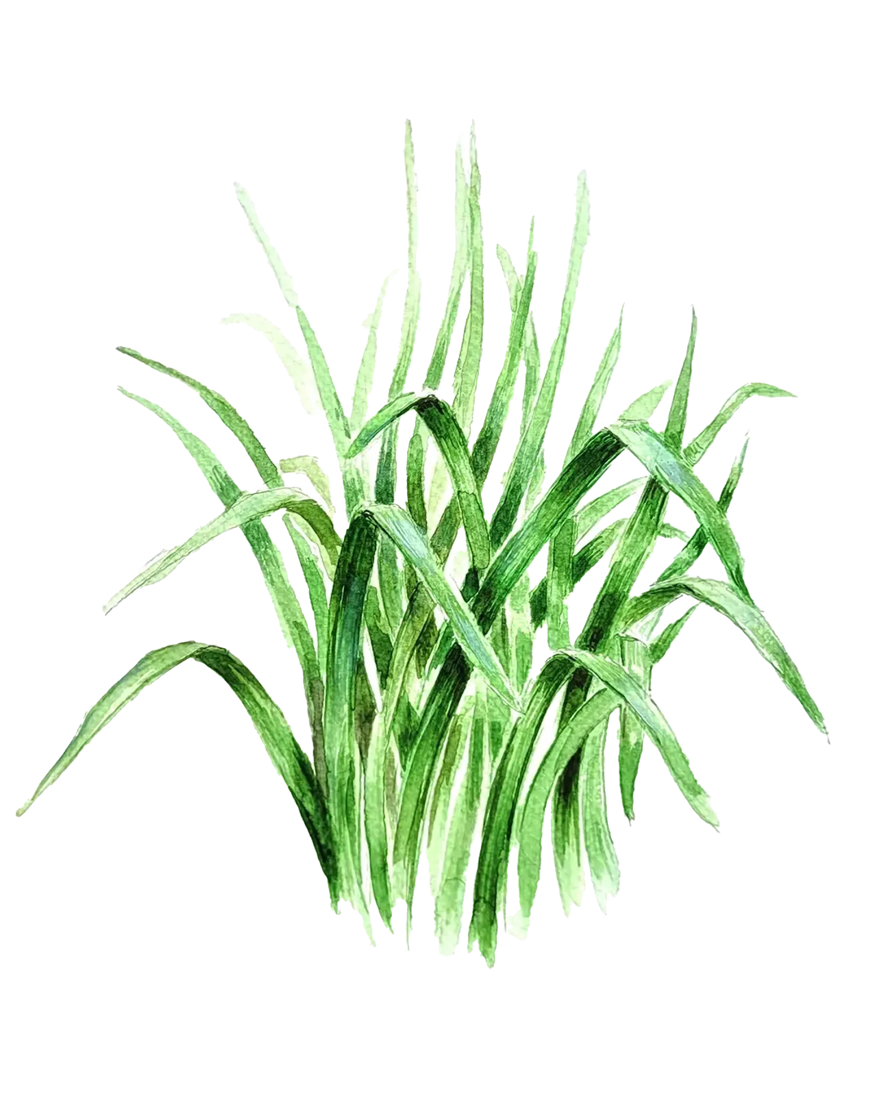 Kinesisk Gräslök, Frö