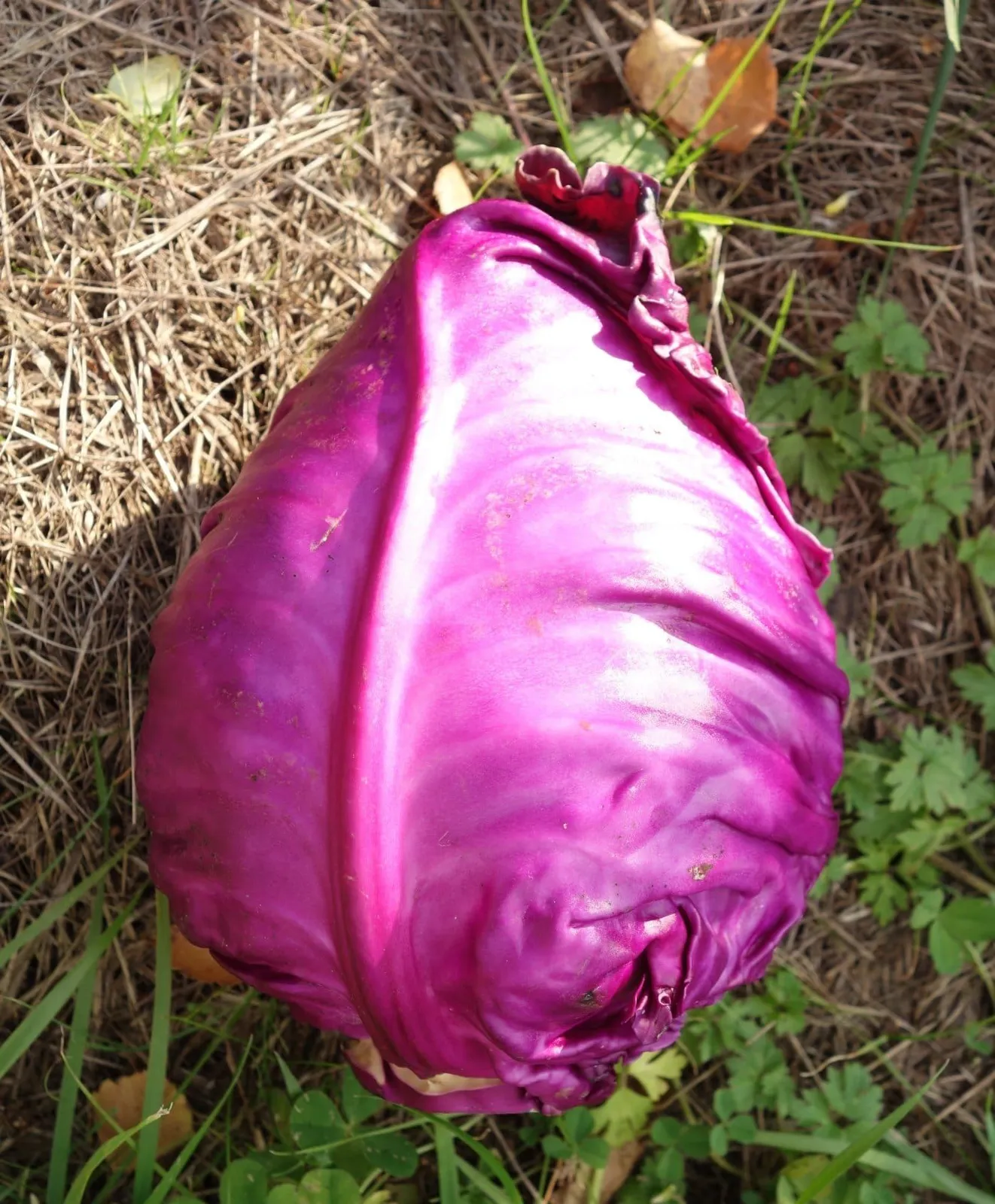 Kalibos spetskål frö med avlång spetskål