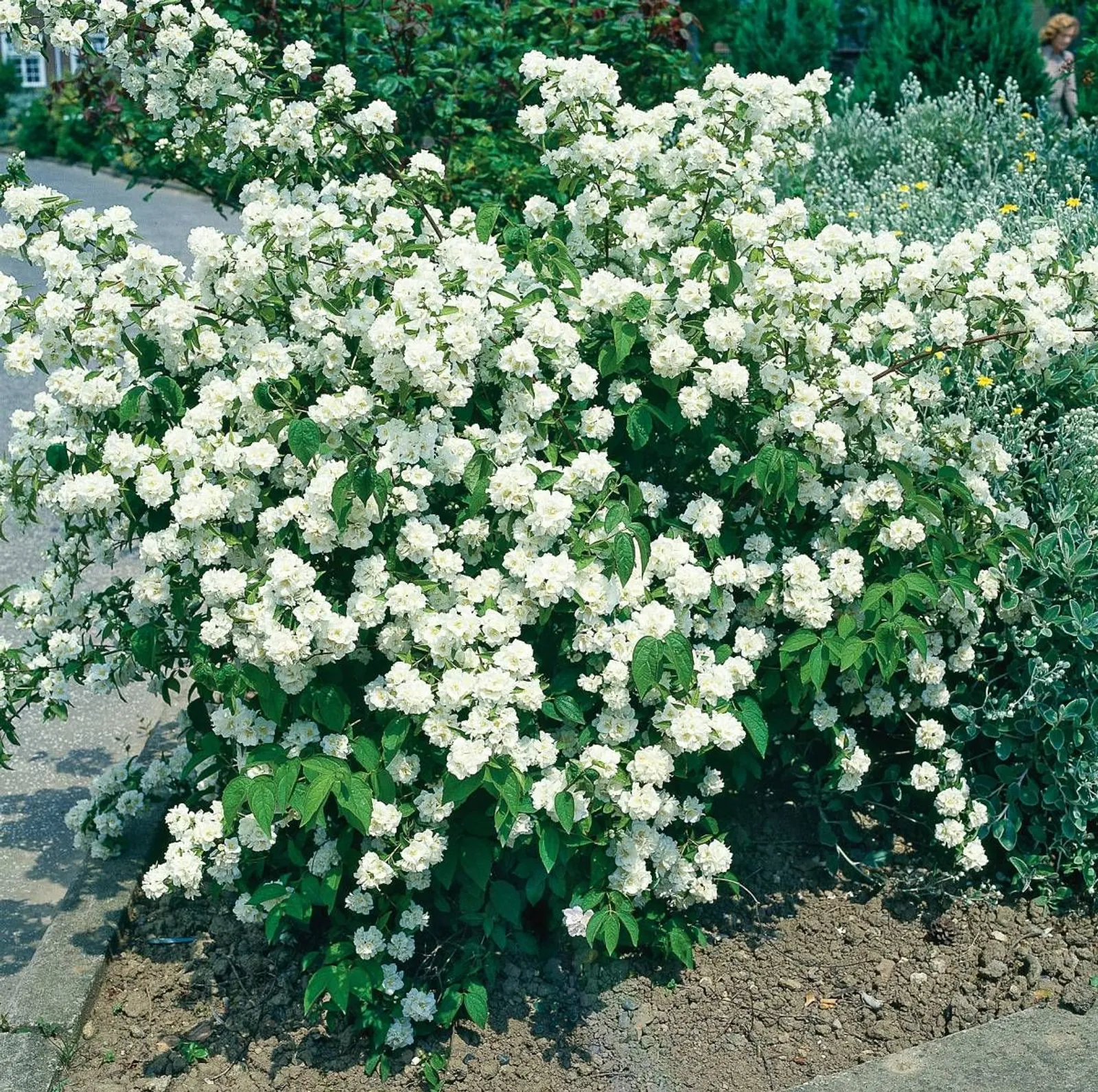 Doftschersmin, 80-100 cm, Goliat