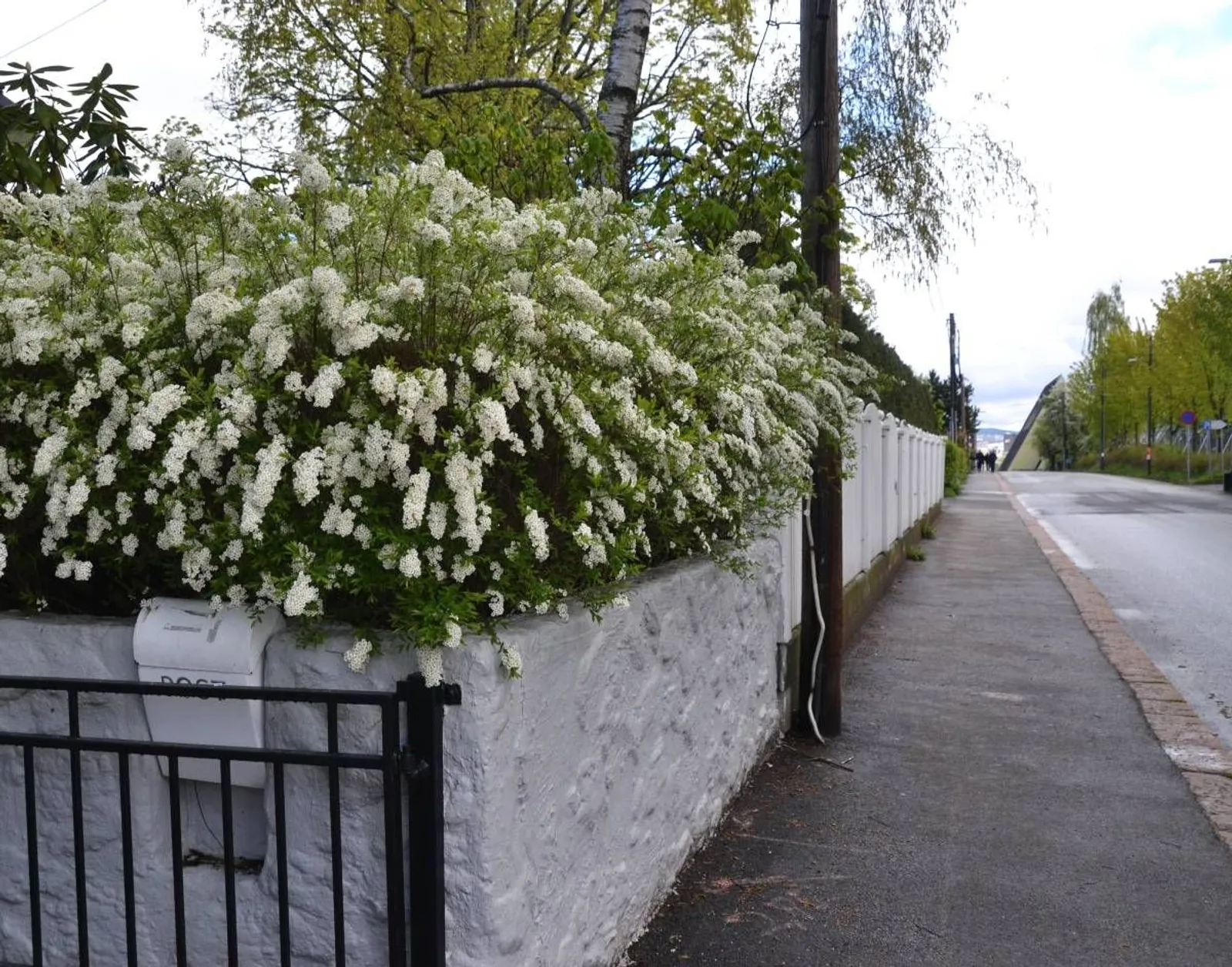 Norskspirea 'Grefsheim', 60-100 cm, Goliat — detalj 5